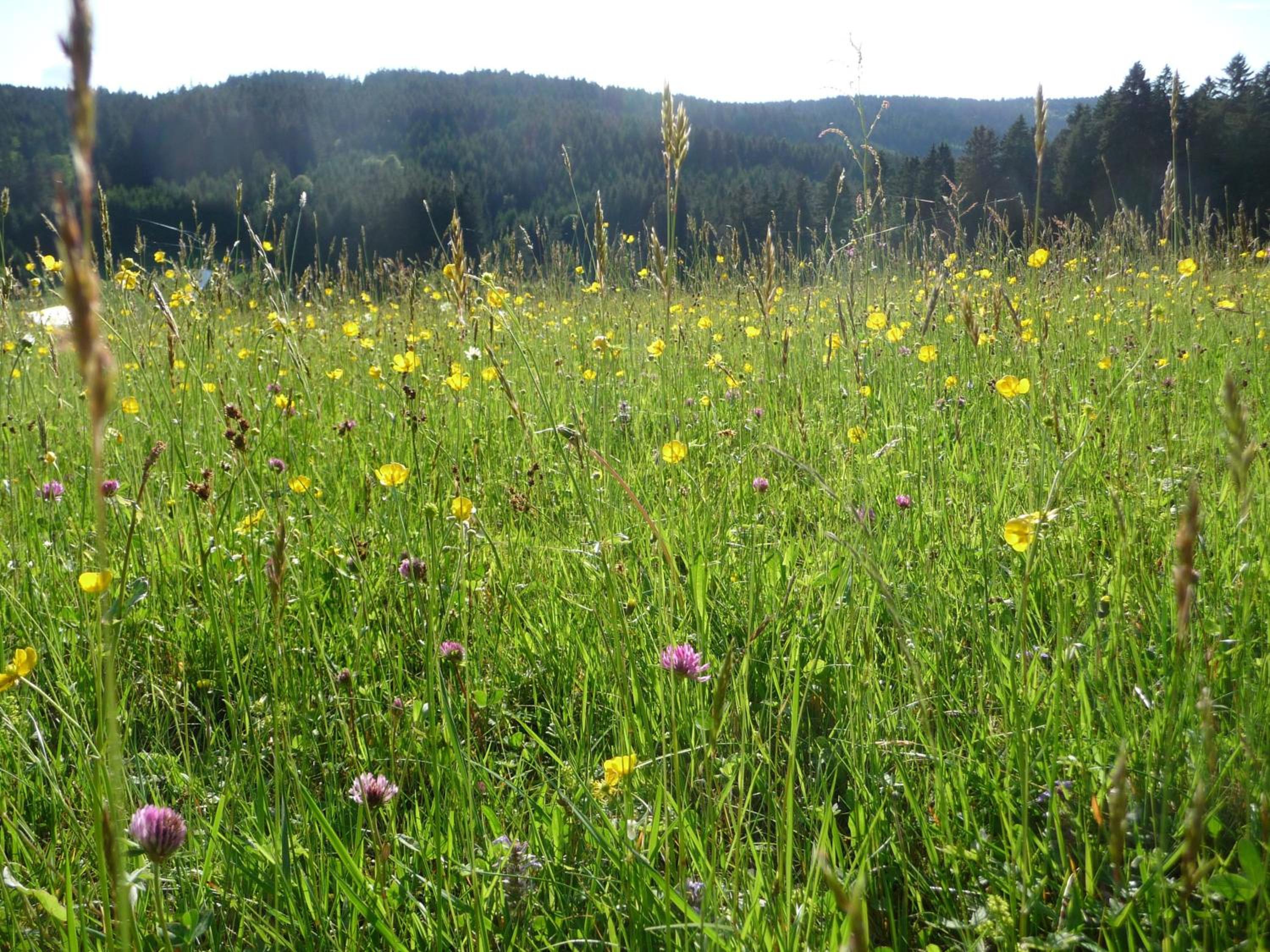 Fewo-Barbara-Rust view 4