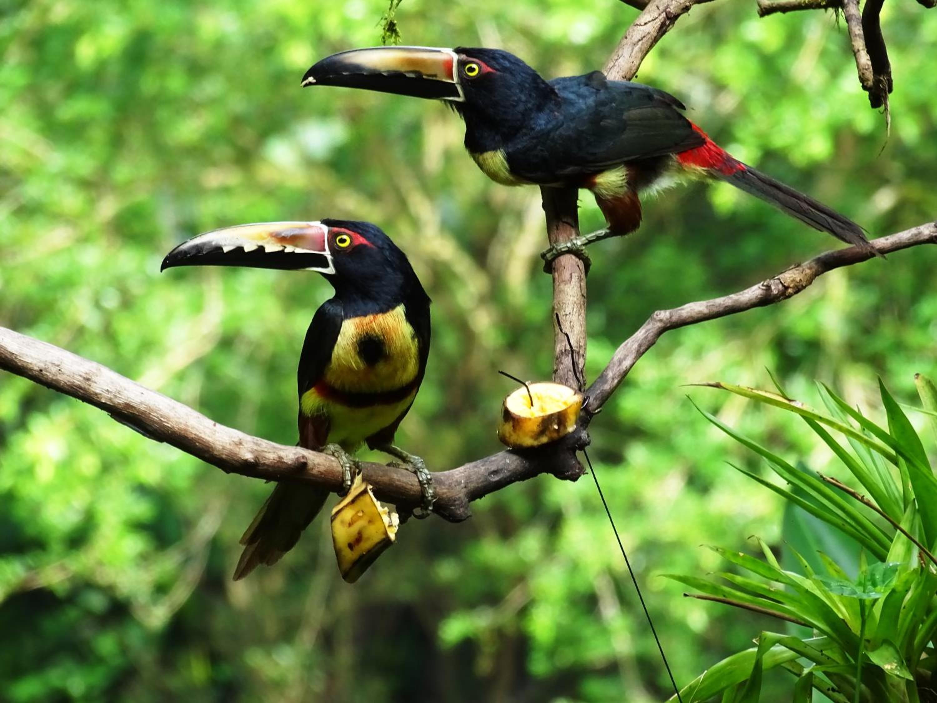 Heliconia Island