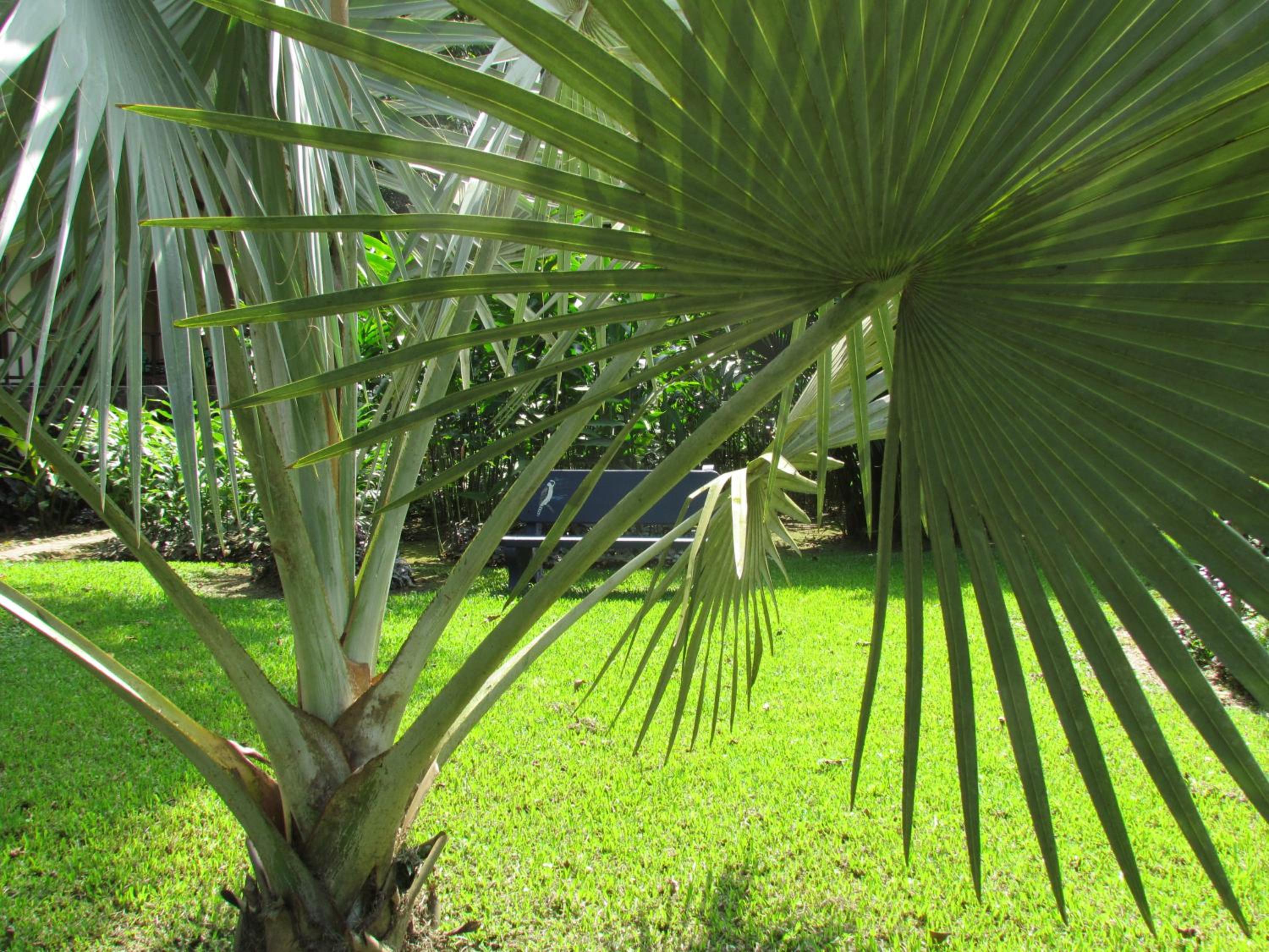 Heliconia Island