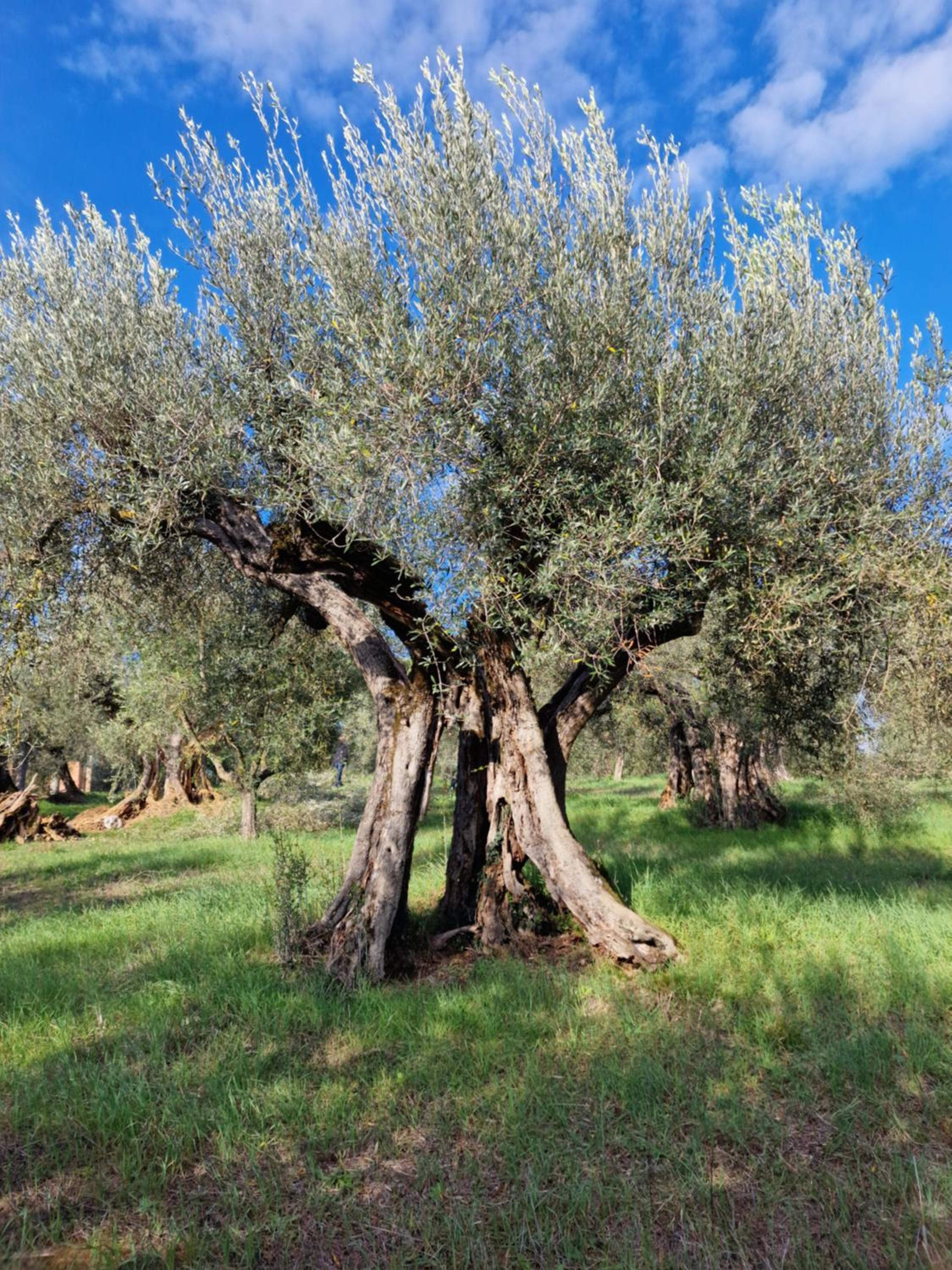 Poggio del Sole