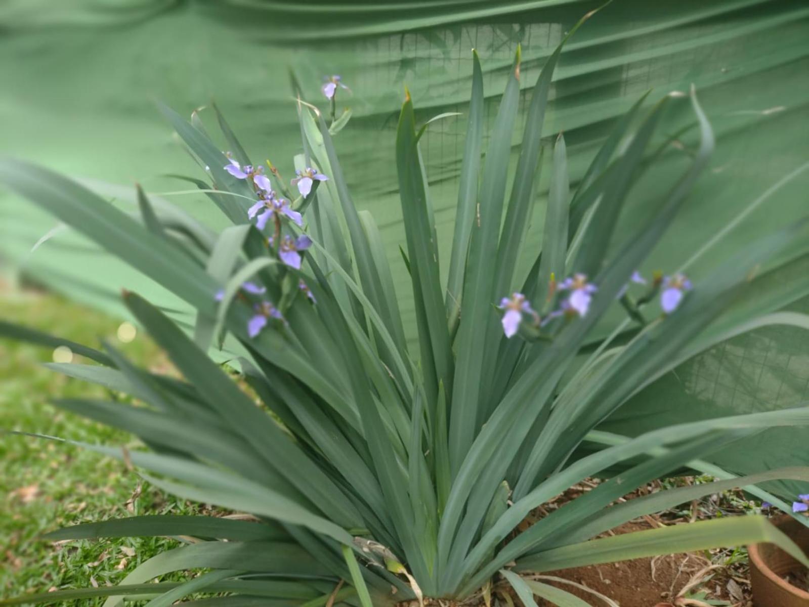Verde Reserva