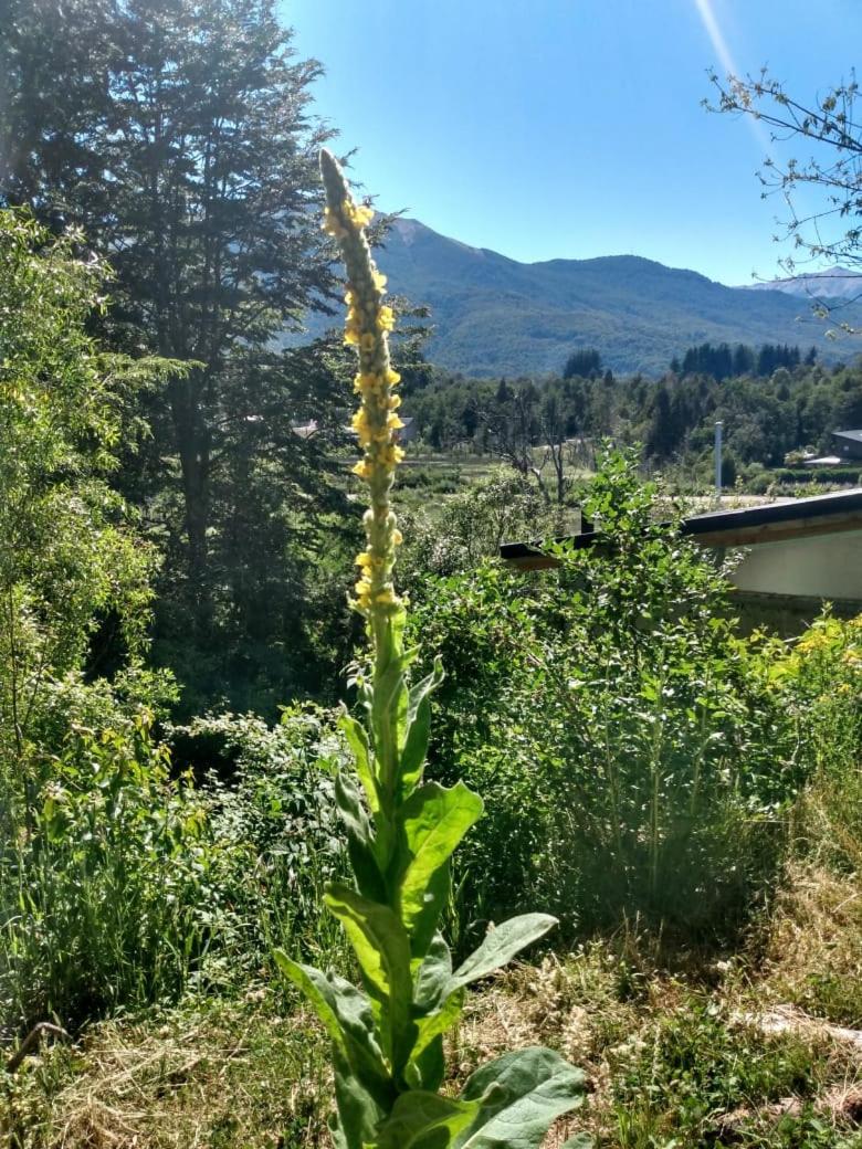 Paisaje Nativo