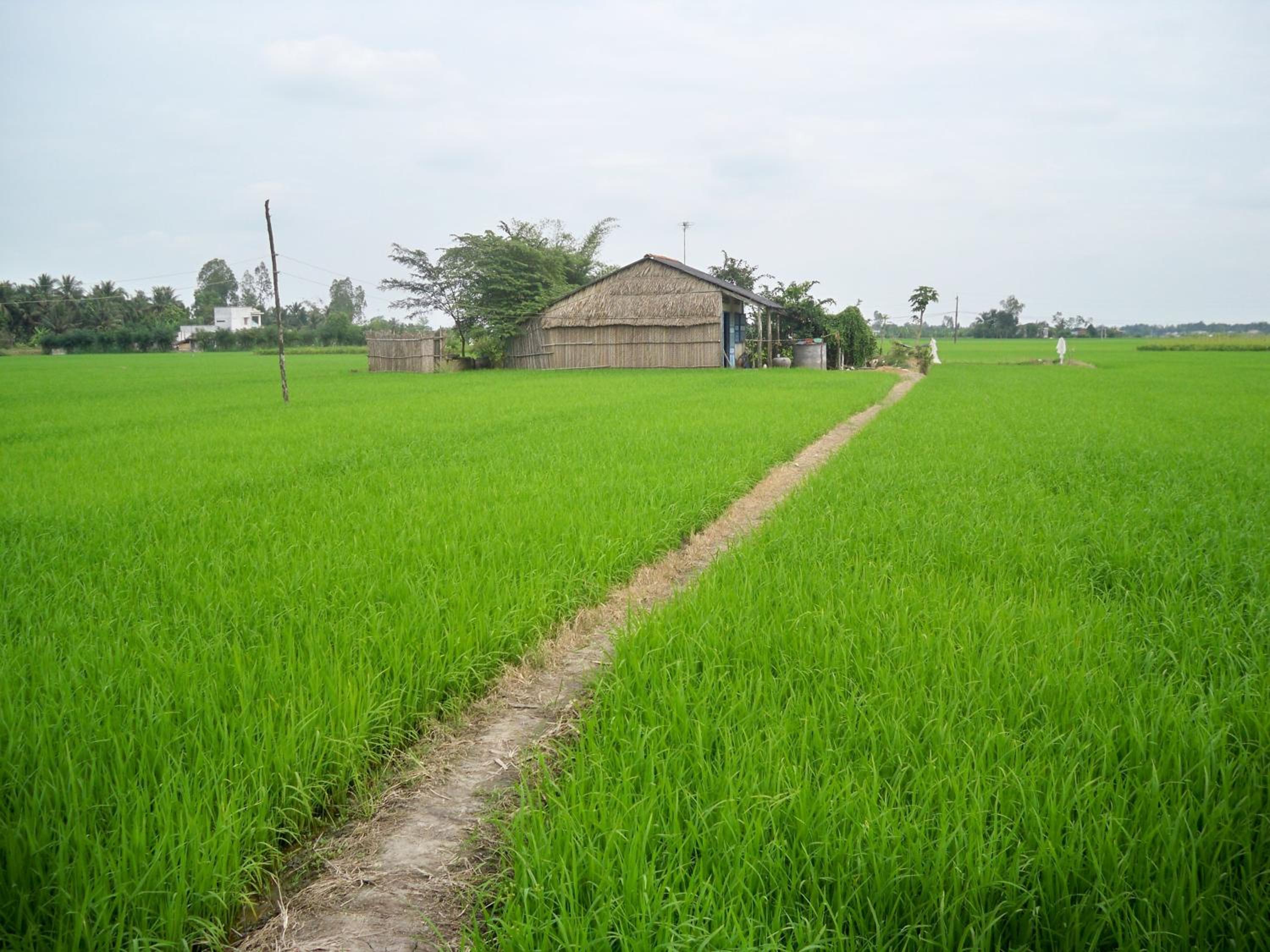 Green Areca villa