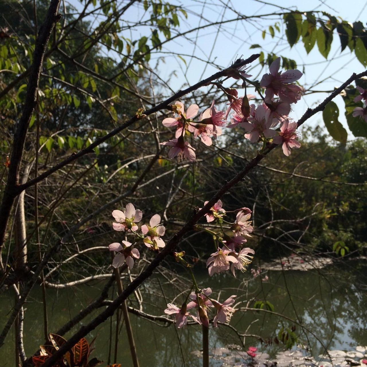 Bulunburi Resort