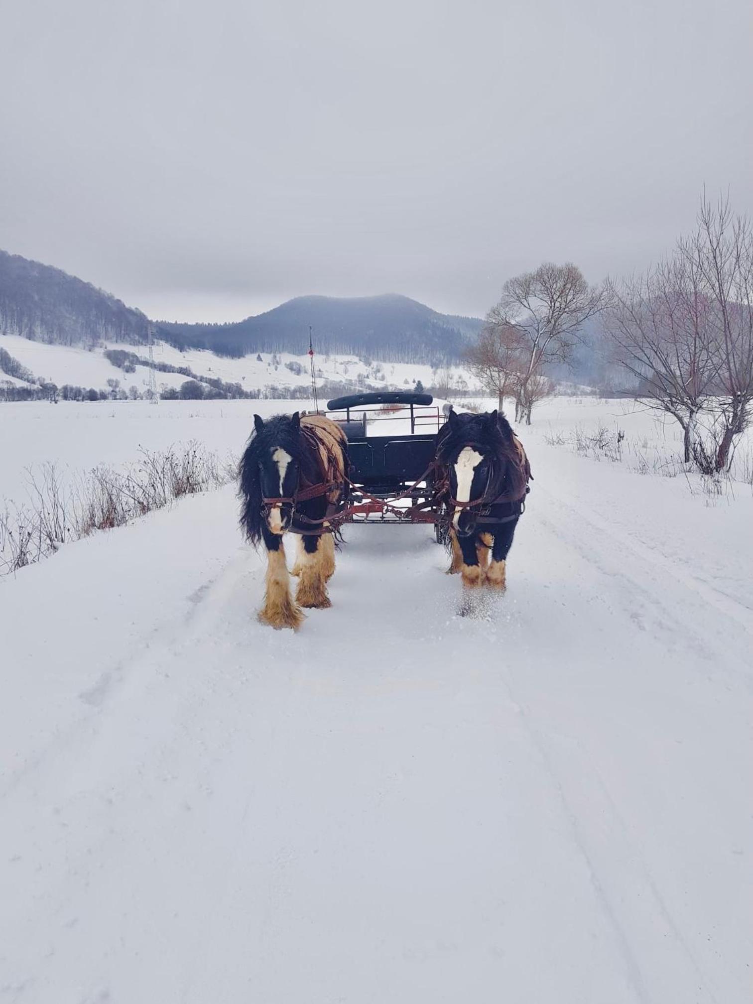 Glamping Iurte Mongole Spiritul Zimbrului