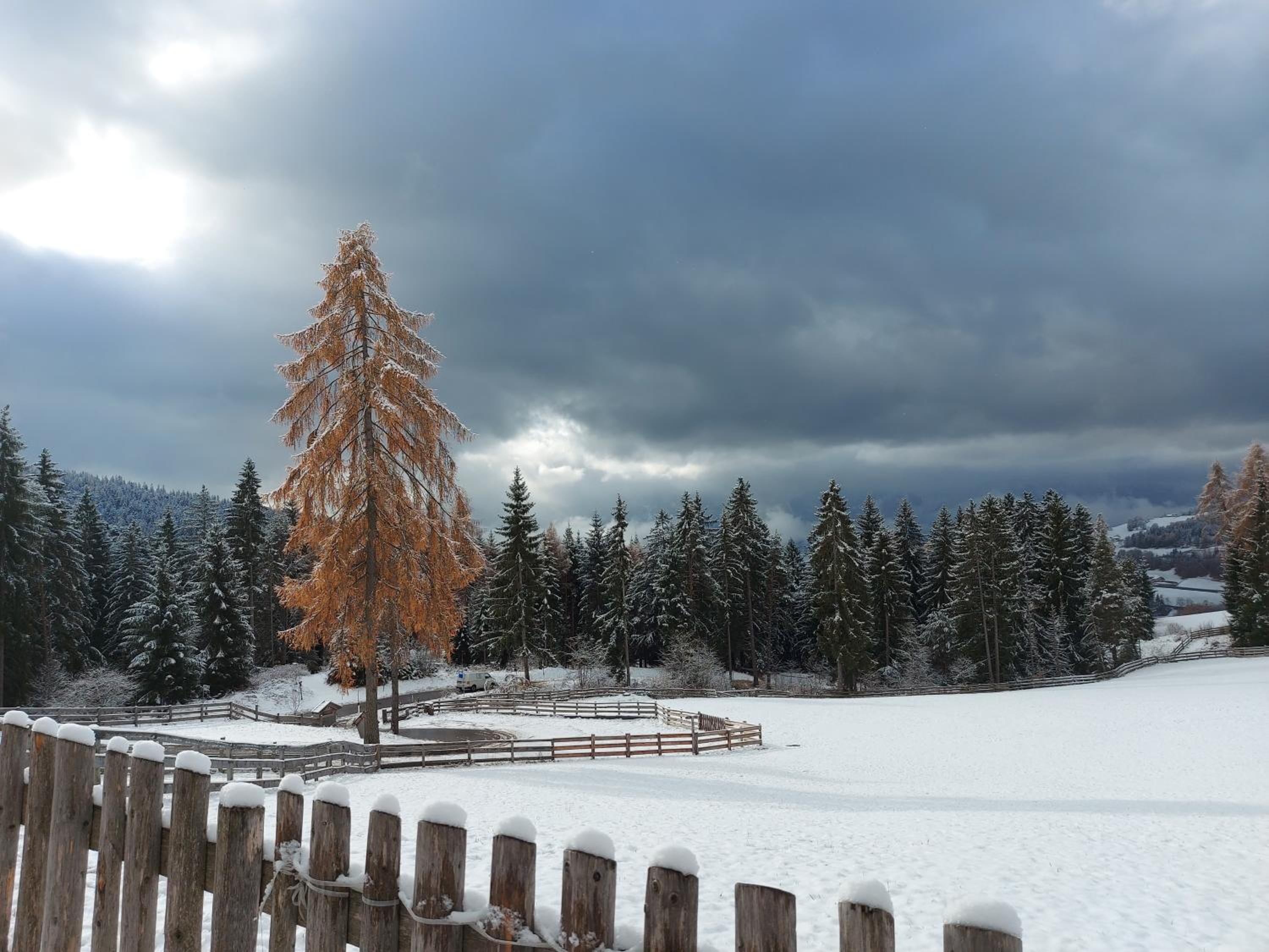 Alpenrose
