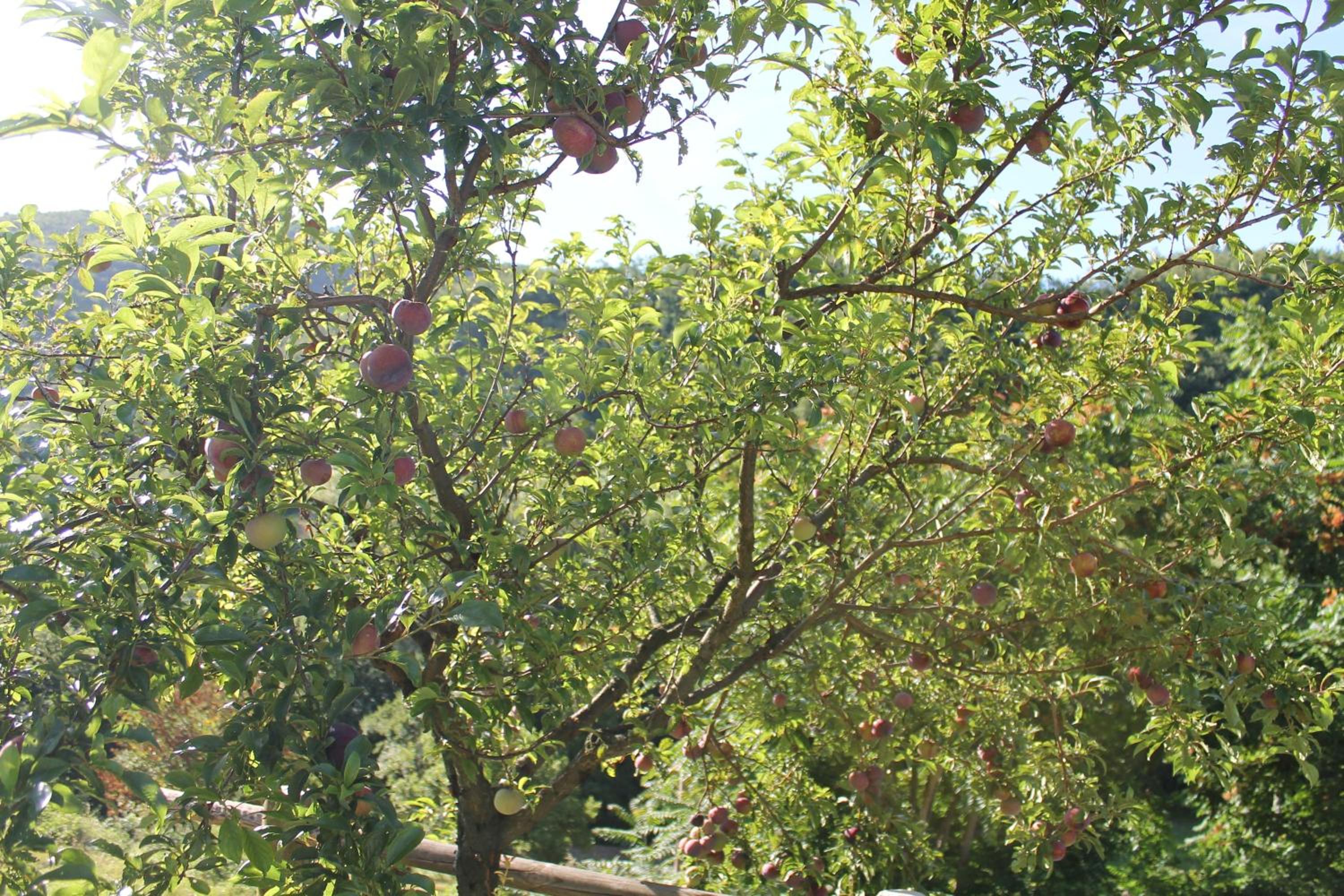 Photo 46