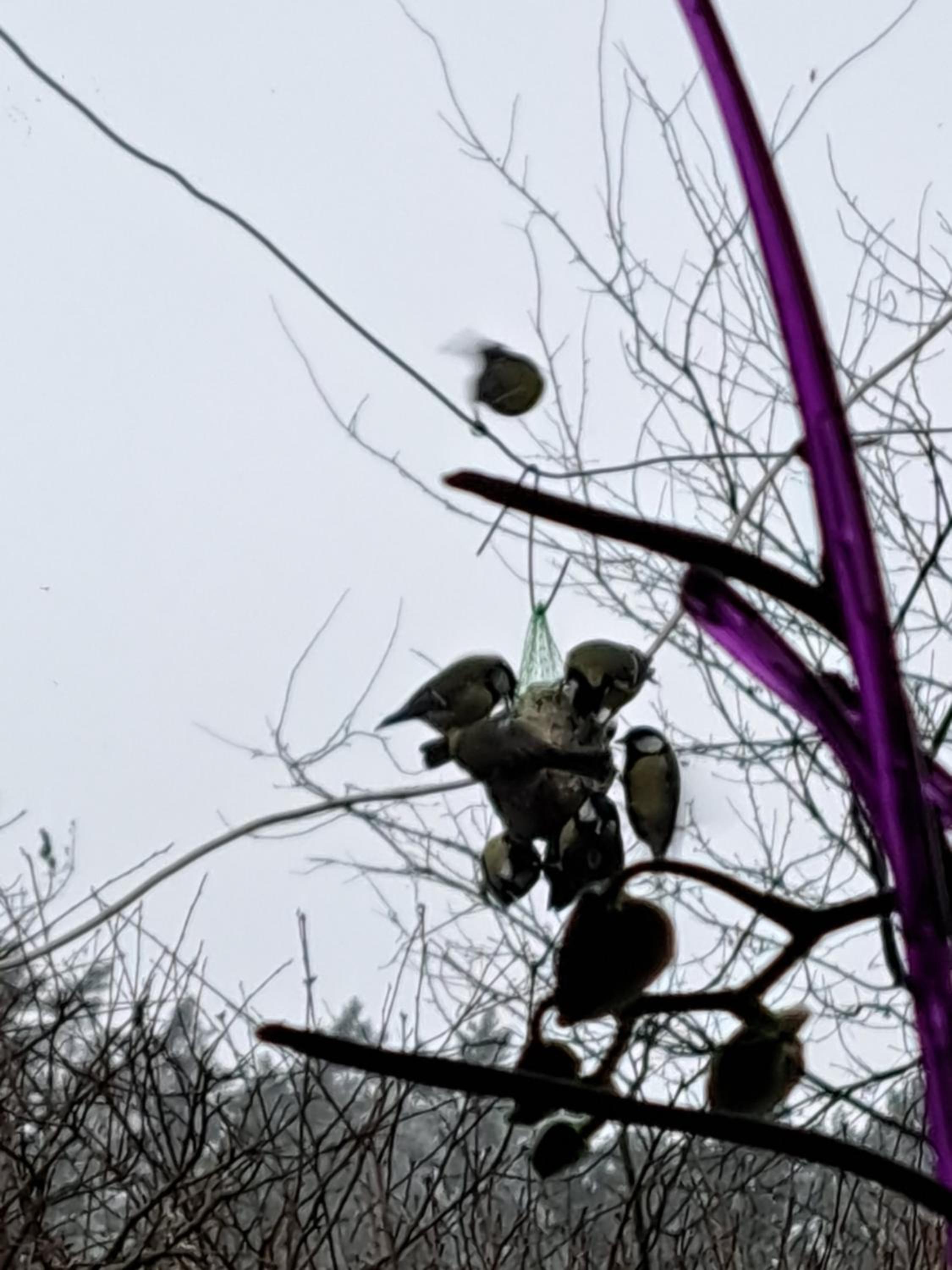 Photo 48