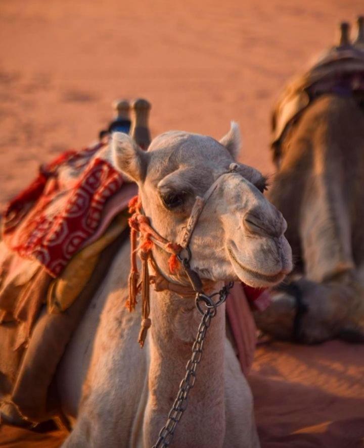 Wadi Rum Meteorite camp