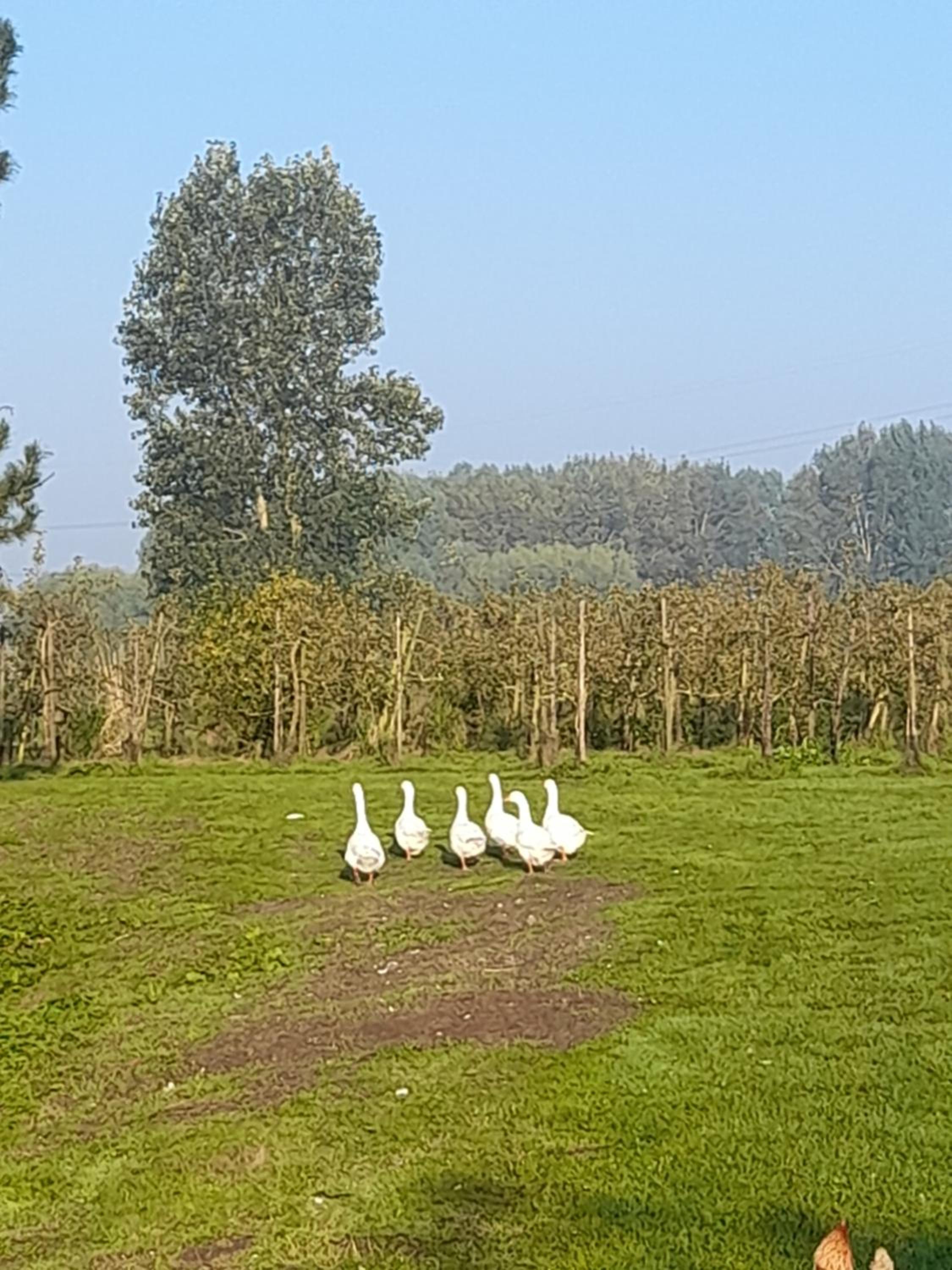 Ferme du Grand Fresnoy