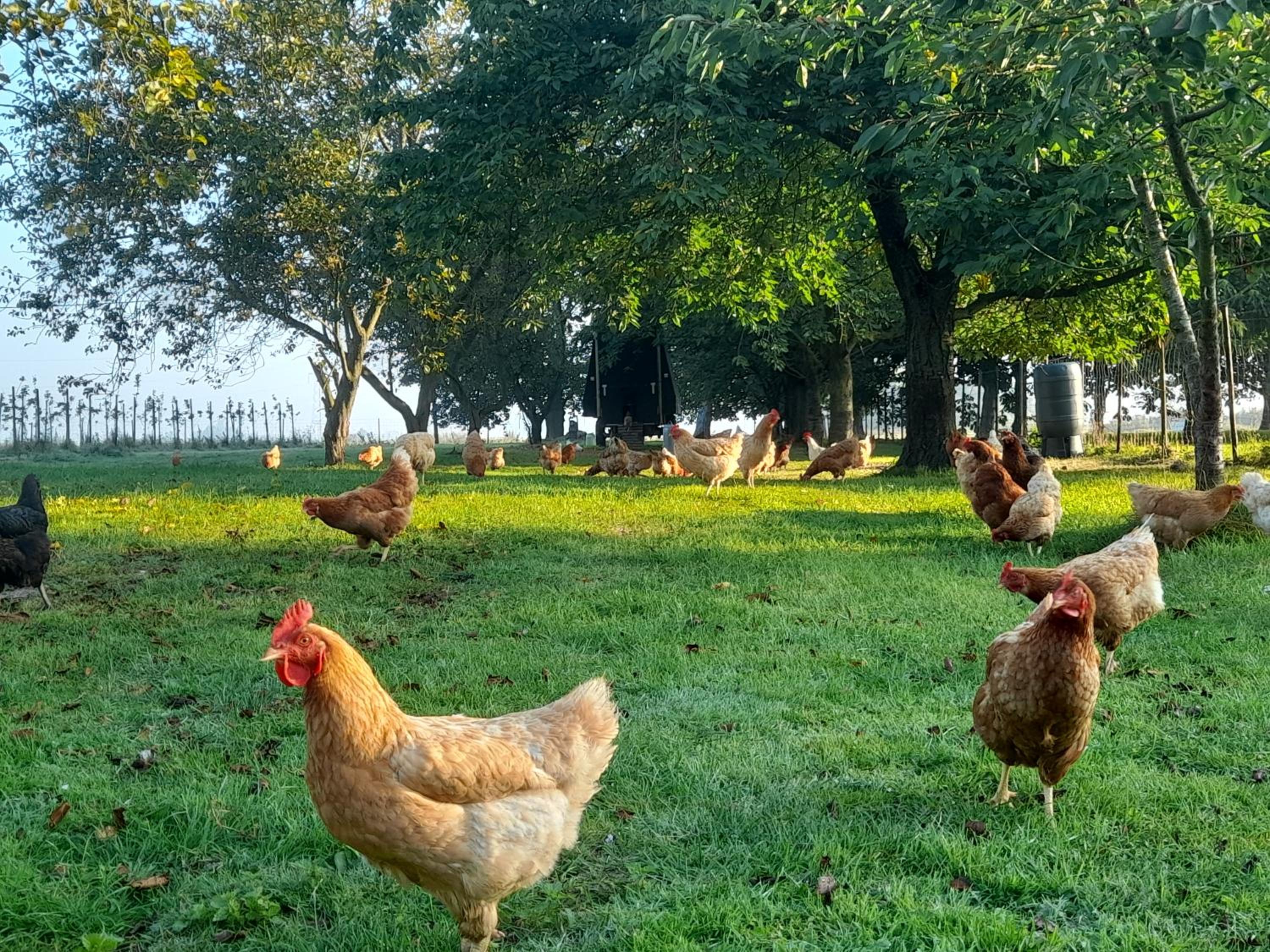 Ferme du Grand Fresnoy