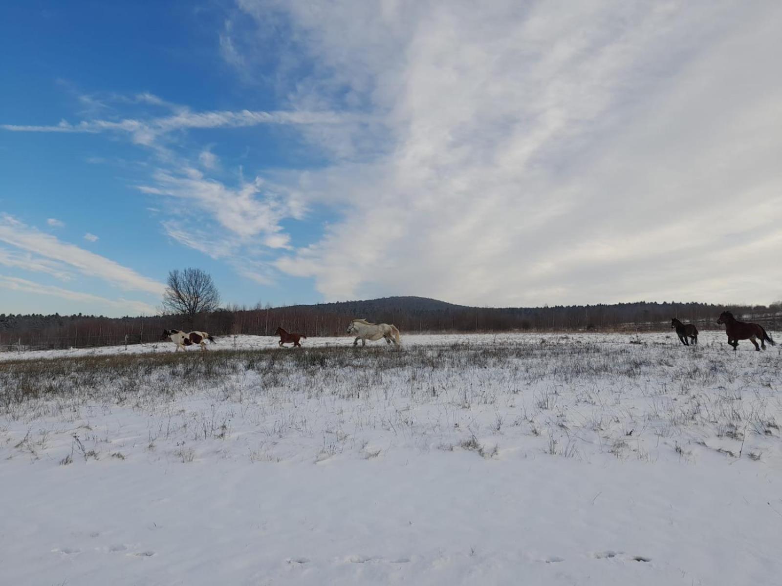 Agroturystyka Stylowy Pokój w Stajni view 3