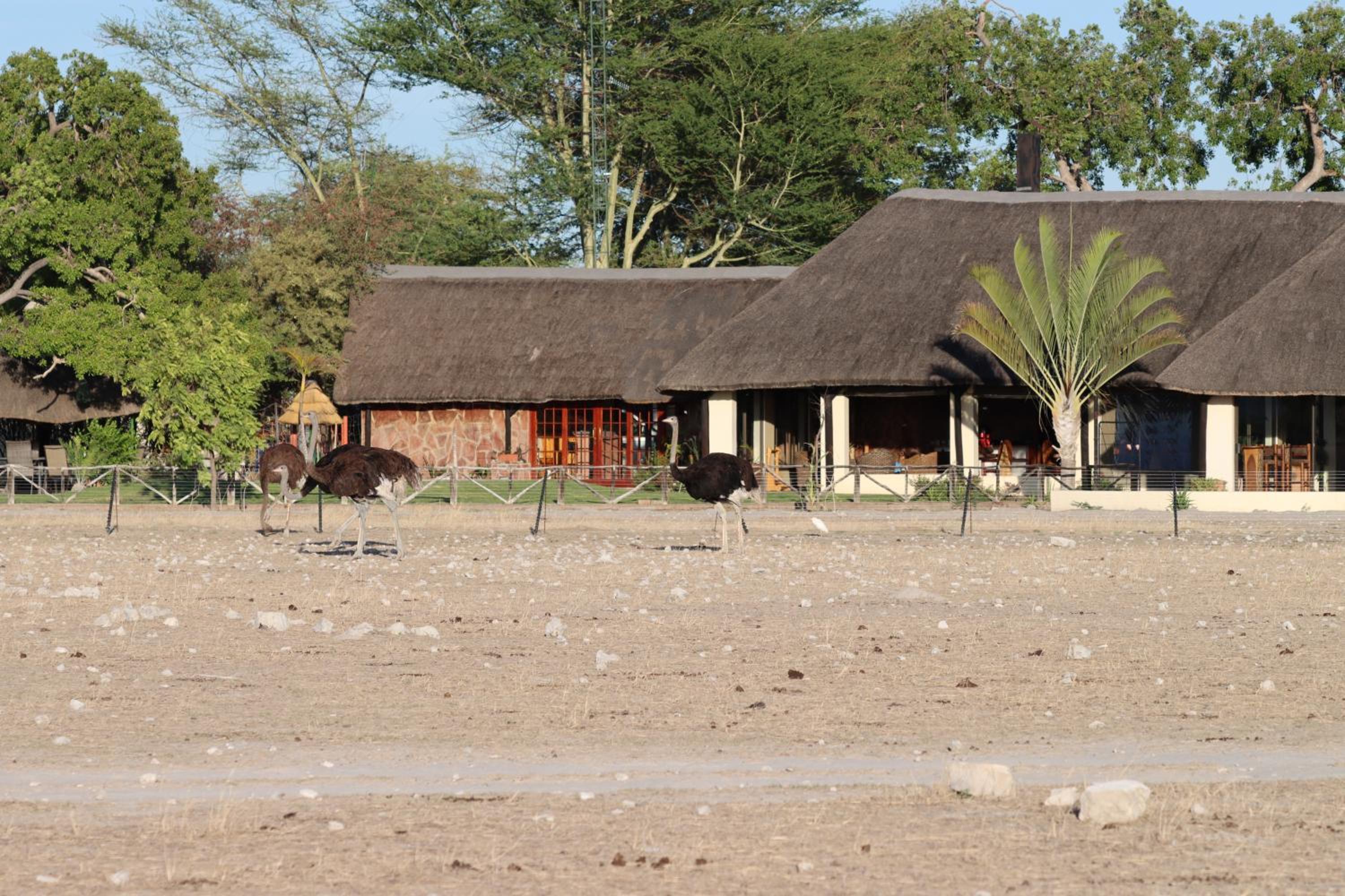 Omukuyu Wildlife Lodge view 4