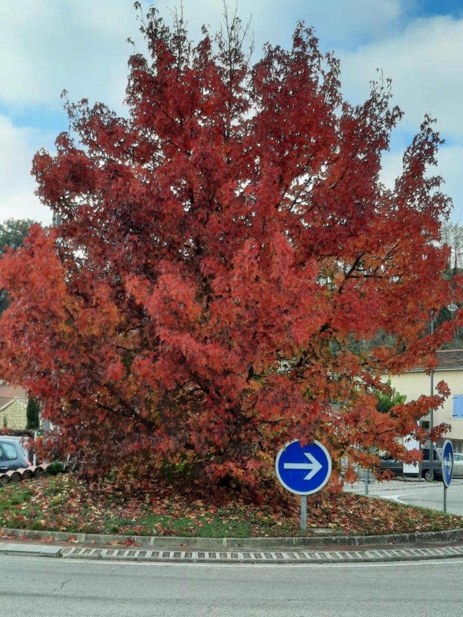 L'Echappée Trémoussante