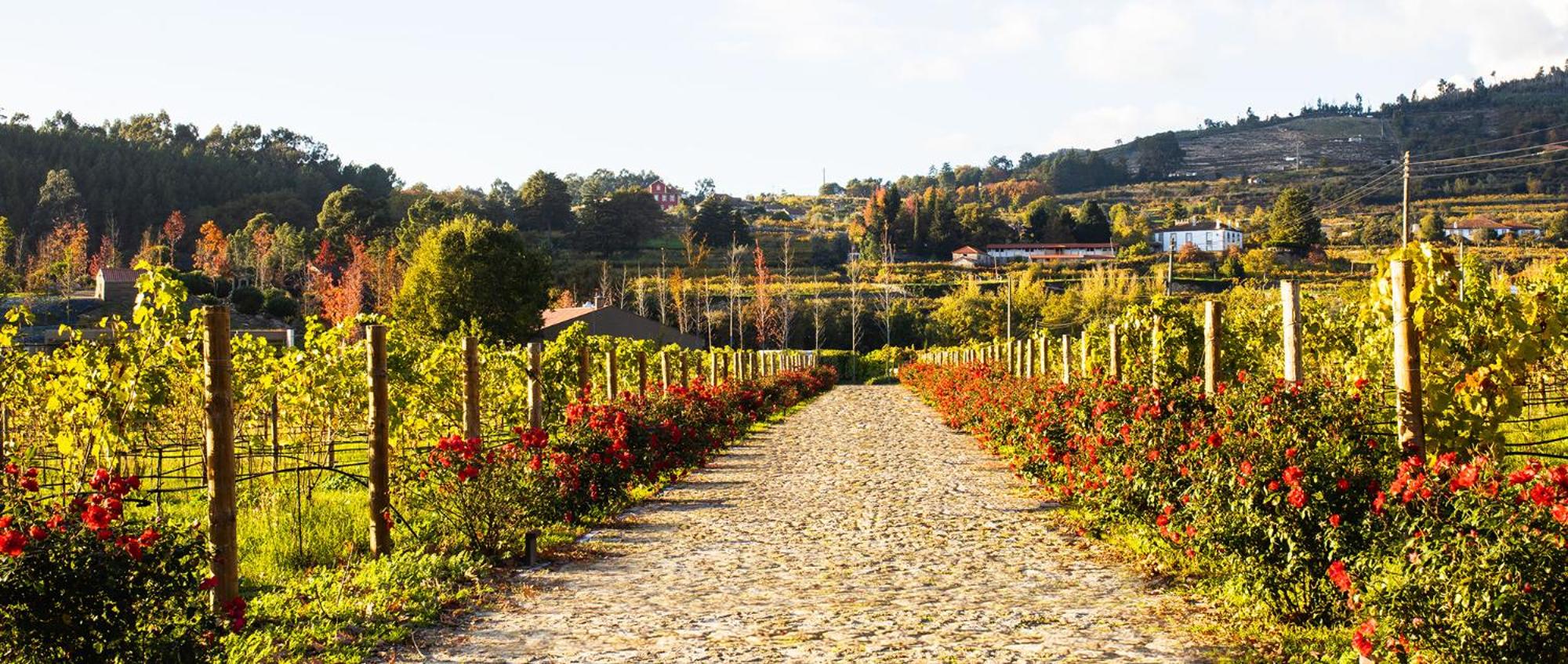 Lavandeira Douro Nature & Wellness view 4