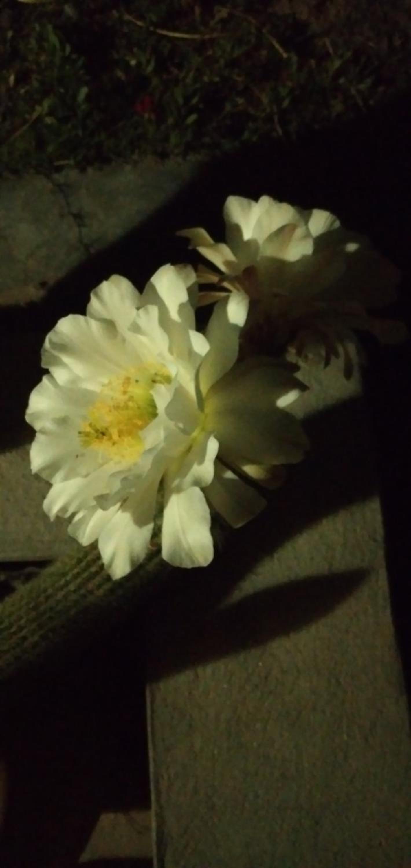 Los Cactus