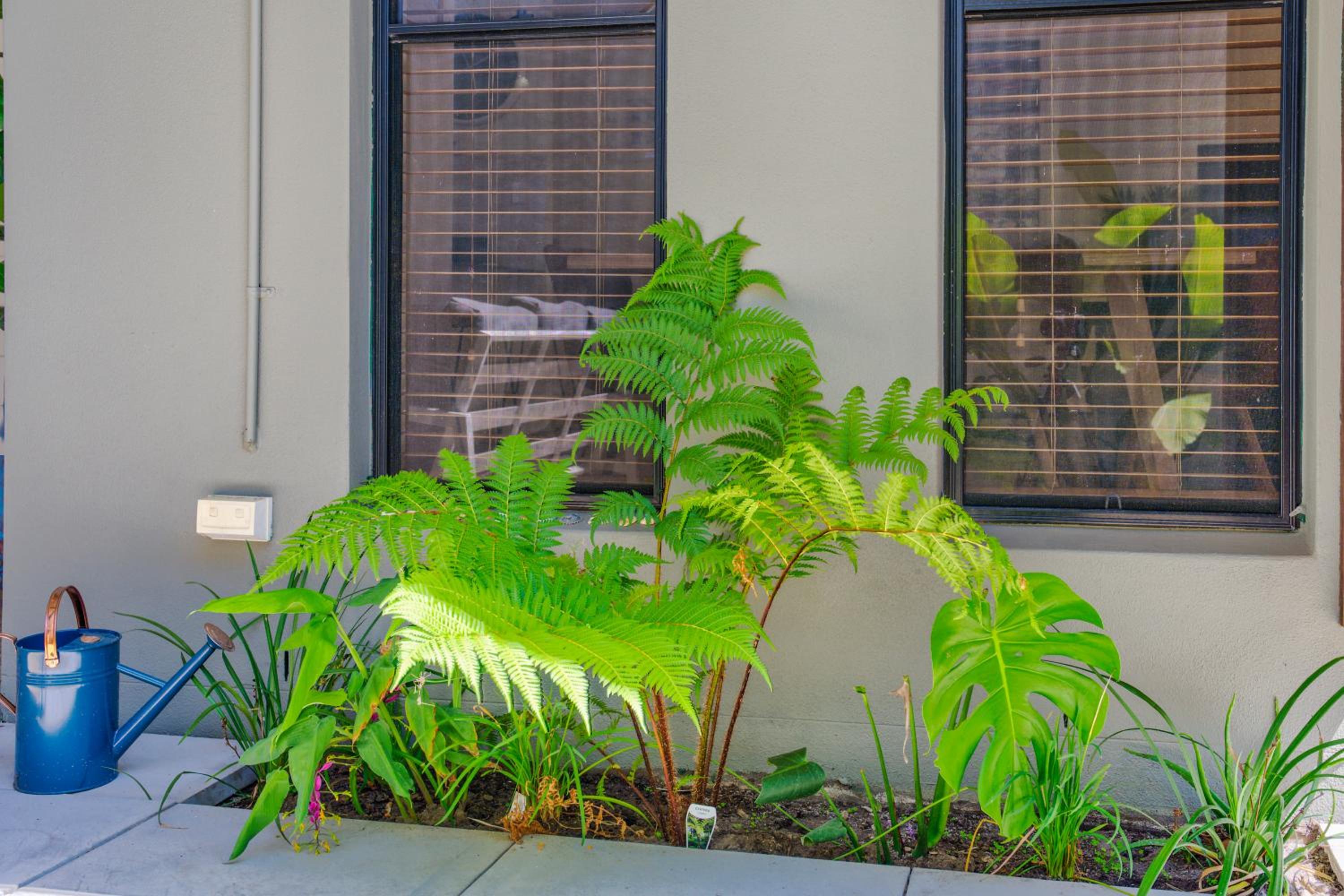Little Fern House