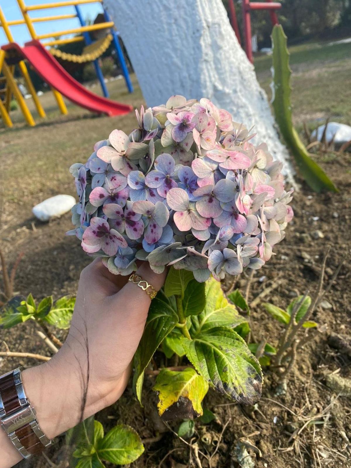 Photo 26