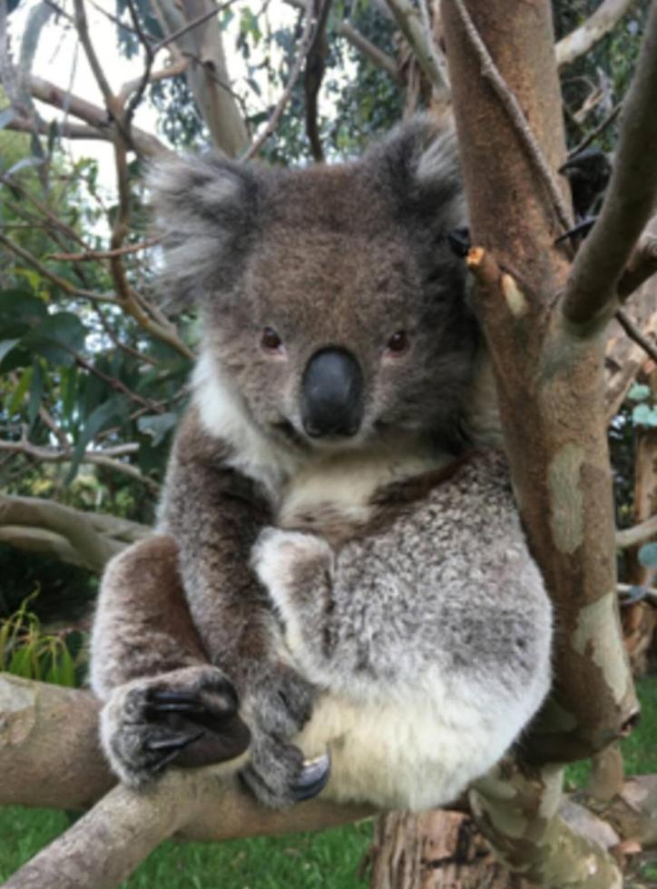 Great Ocean Road Wellness and Nature Stay