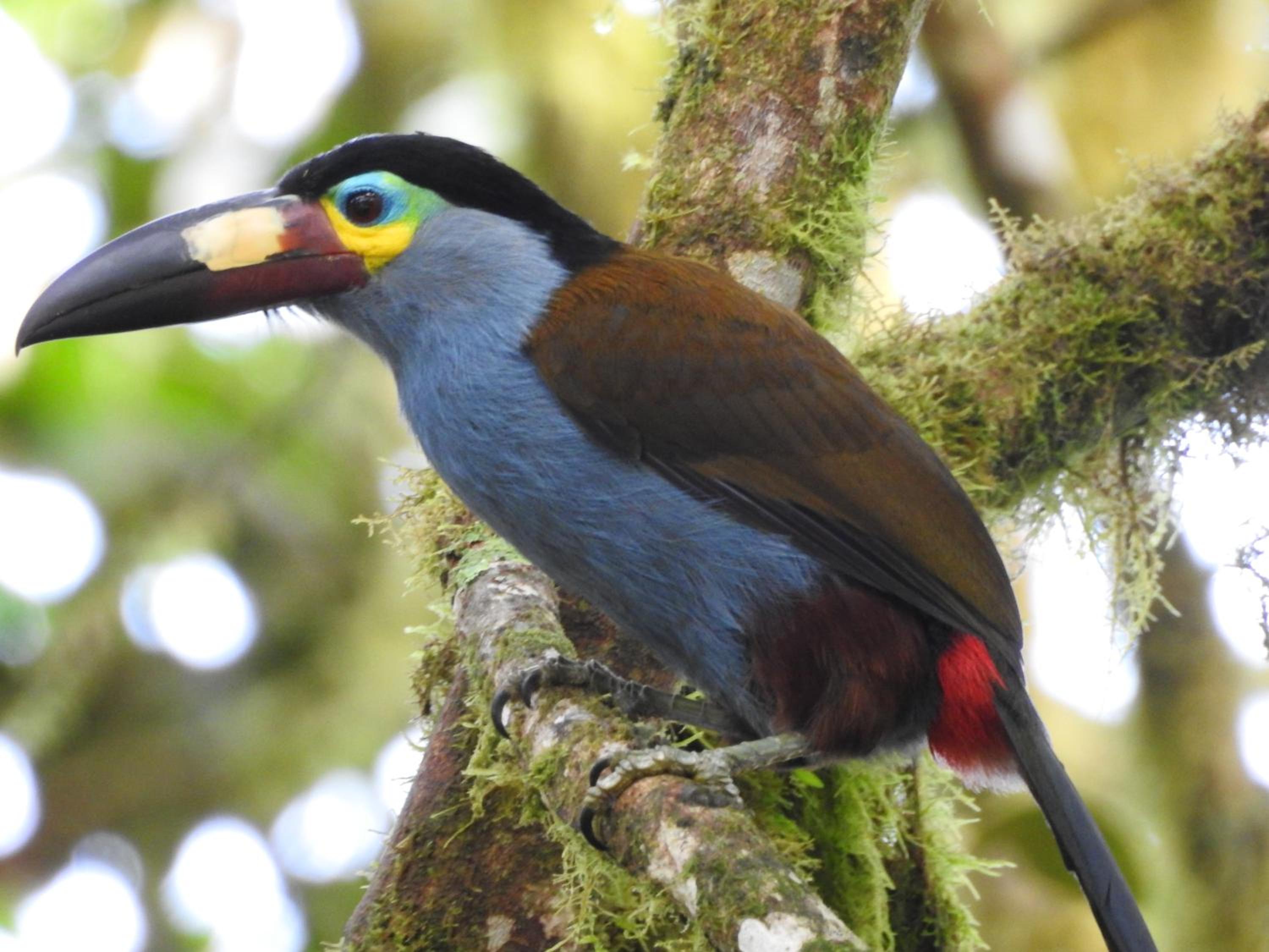 Biohostal Mindo Cloud Forest