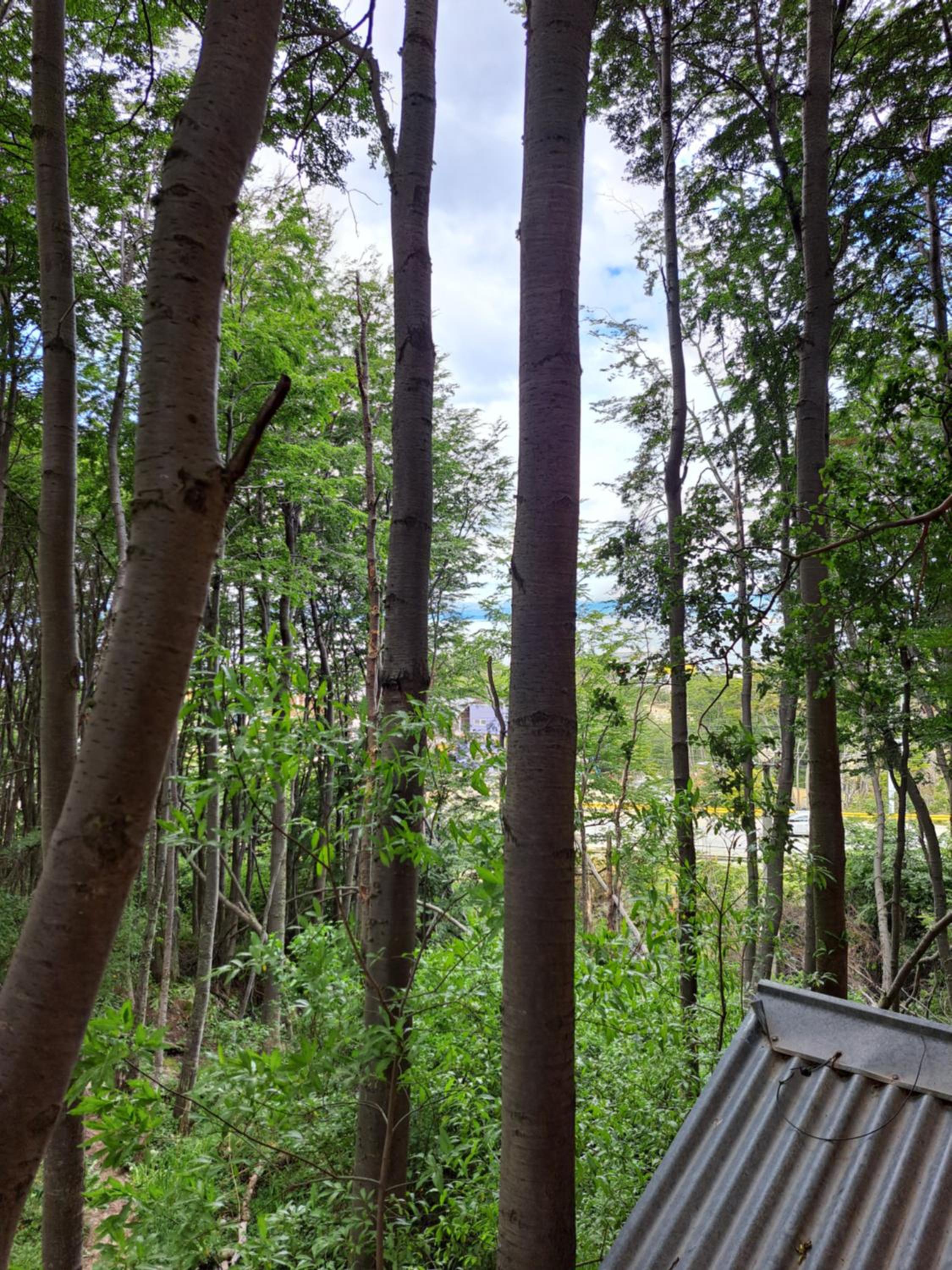 La Casita del Bosque