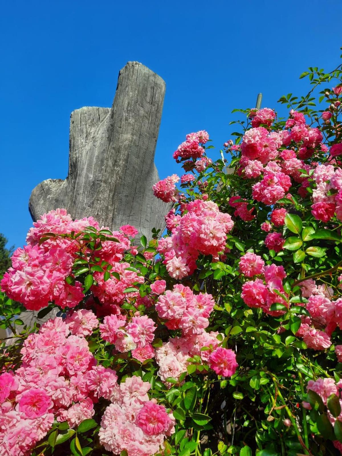 Photo 44
