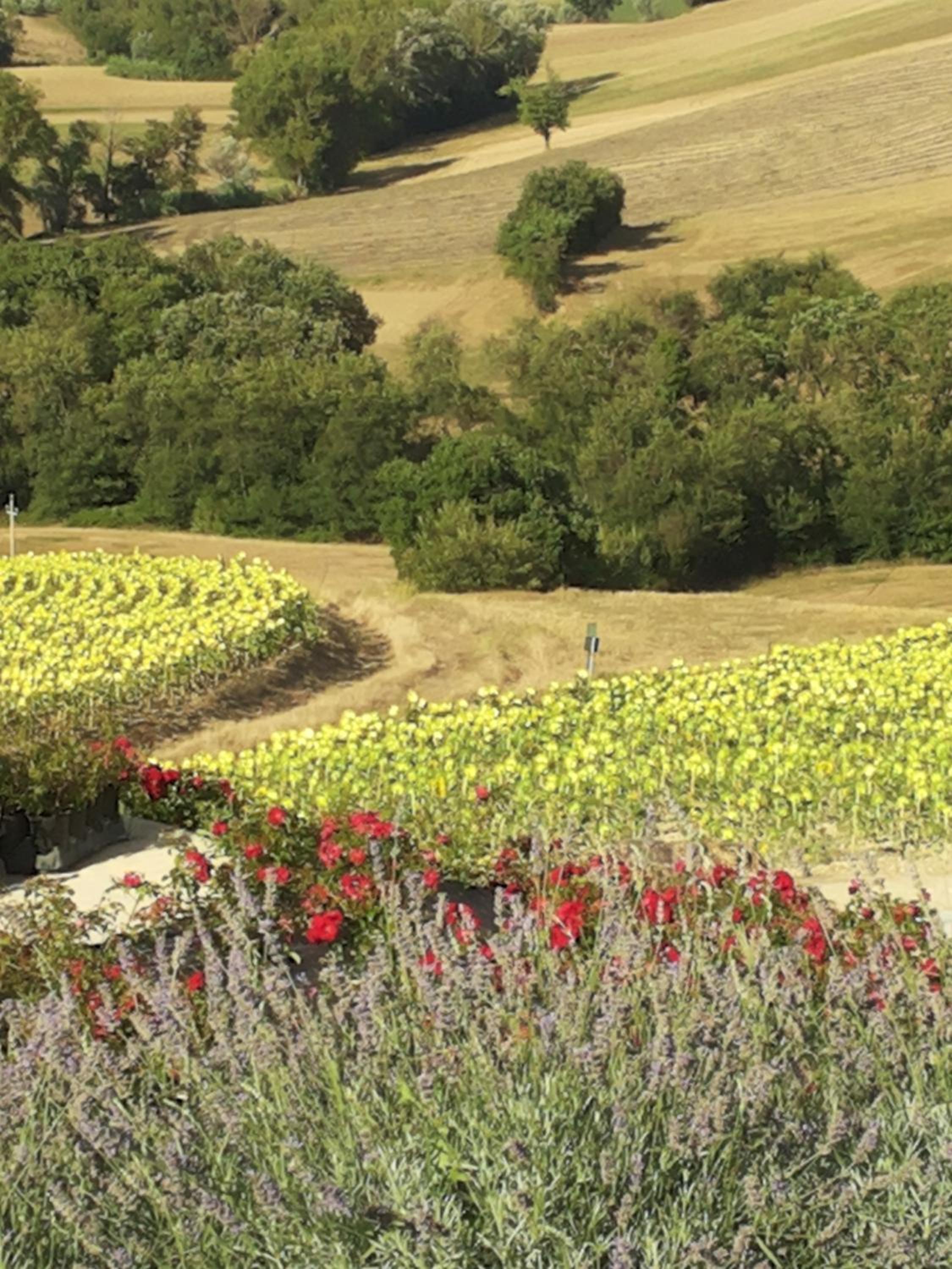 Agriturismo Tenuta Belvedere