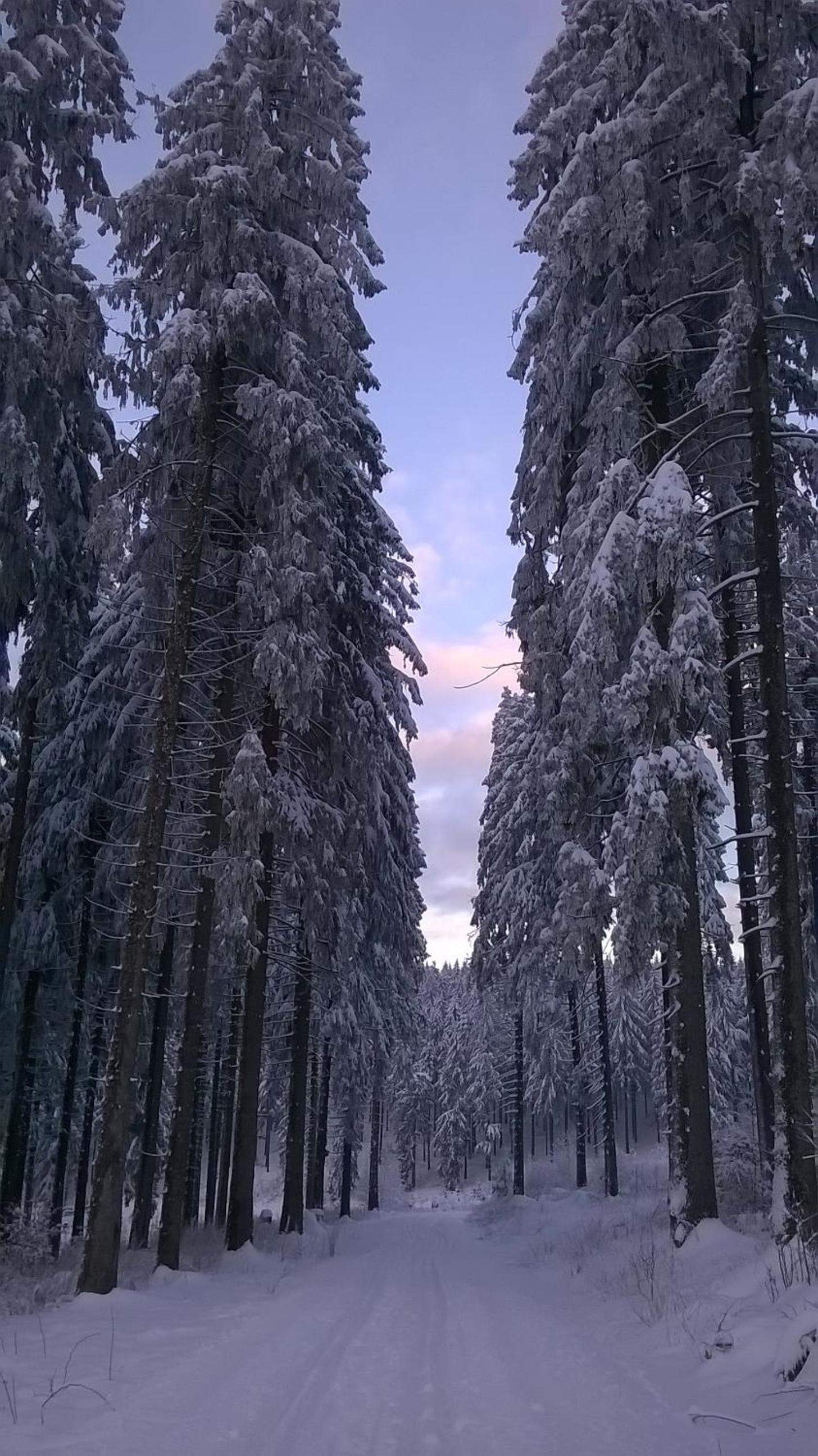 Waldpension Harzer Waldwinkel