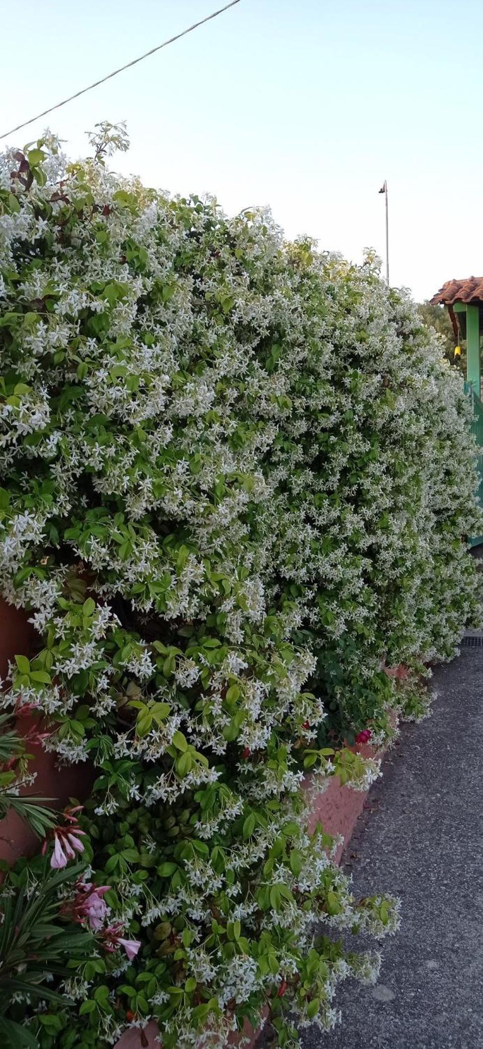 Casa Vacanze Mimose