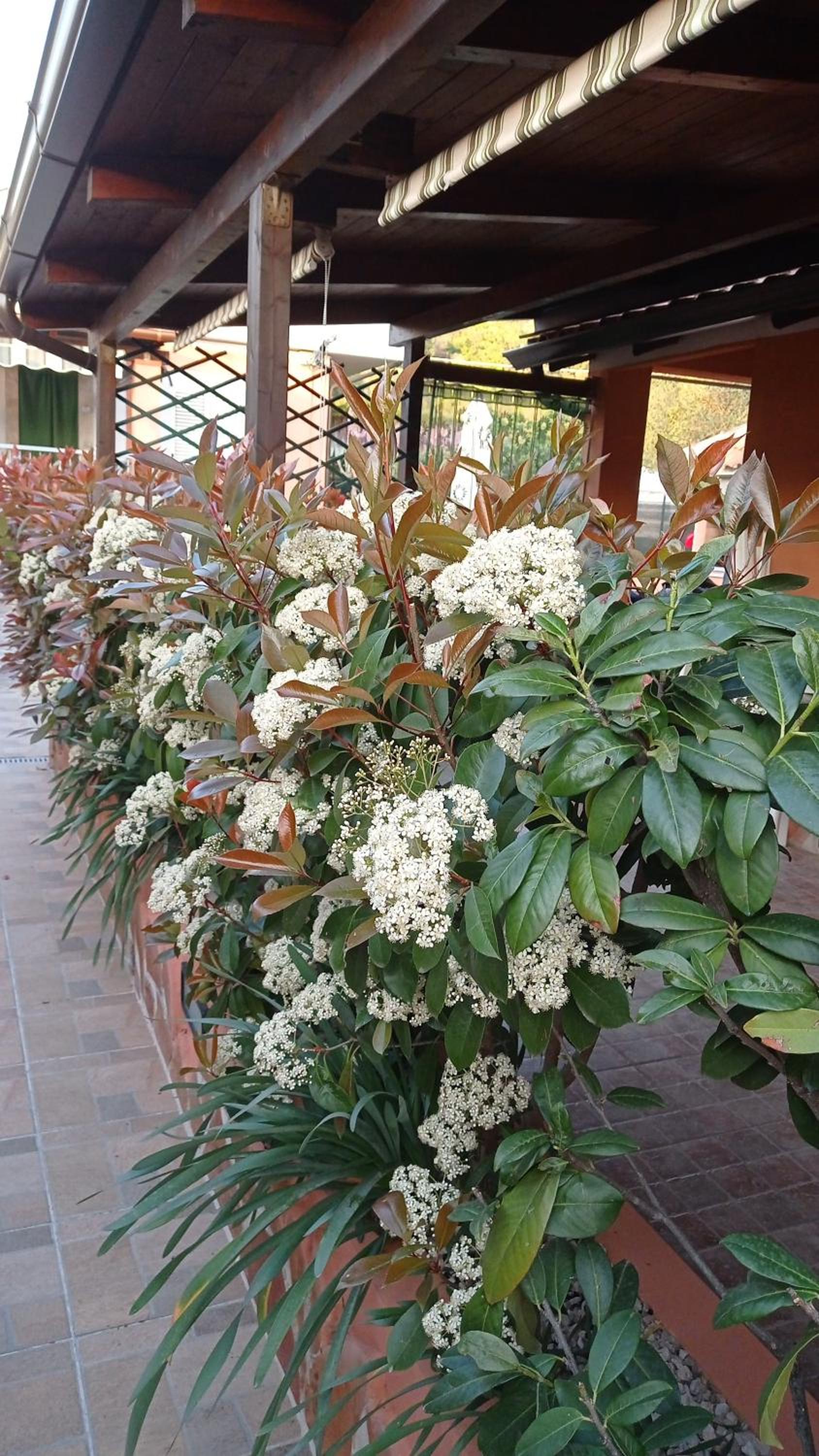 Casa Vacanze Mimose
