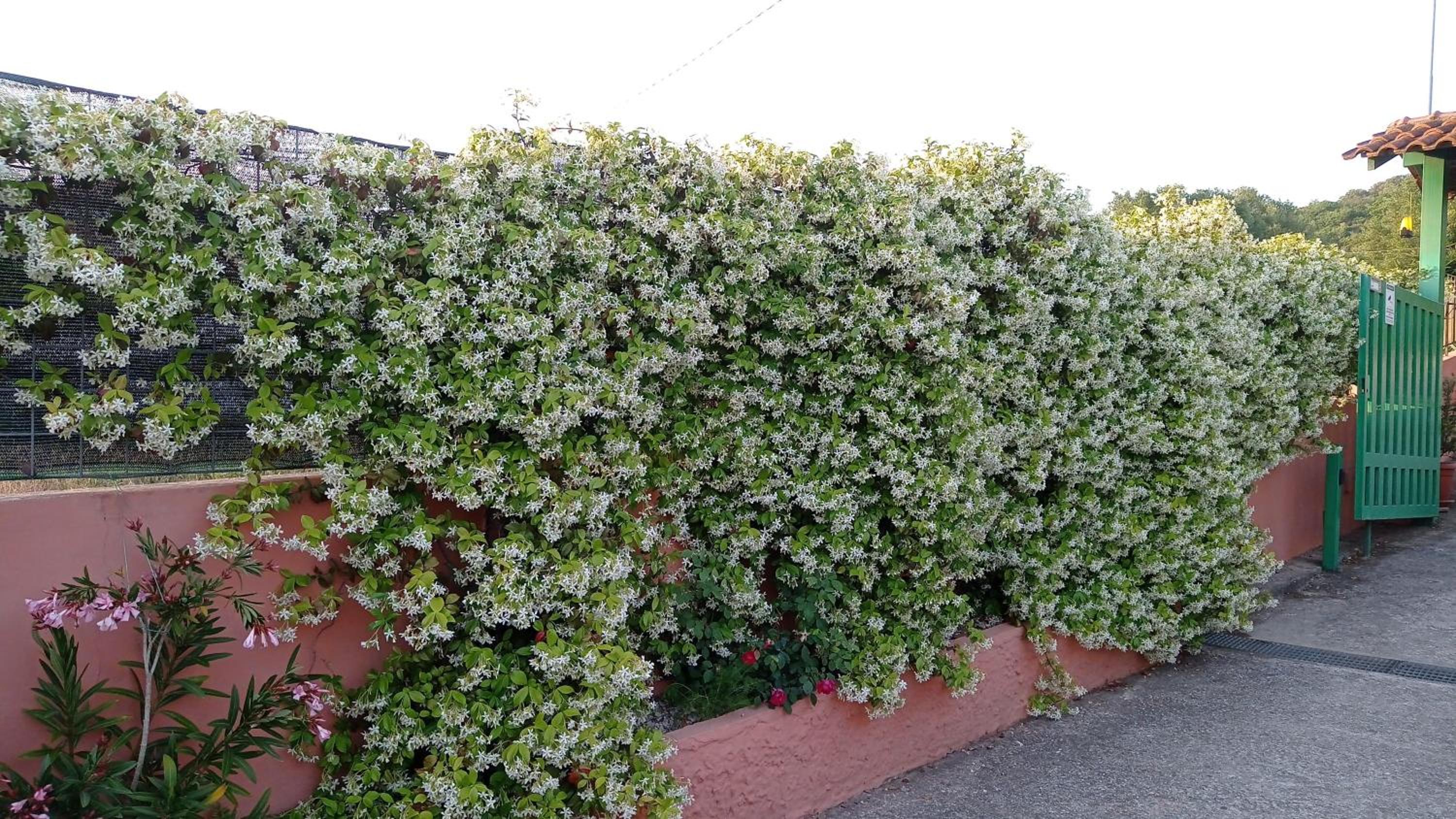 Casa Vacanze Mimose