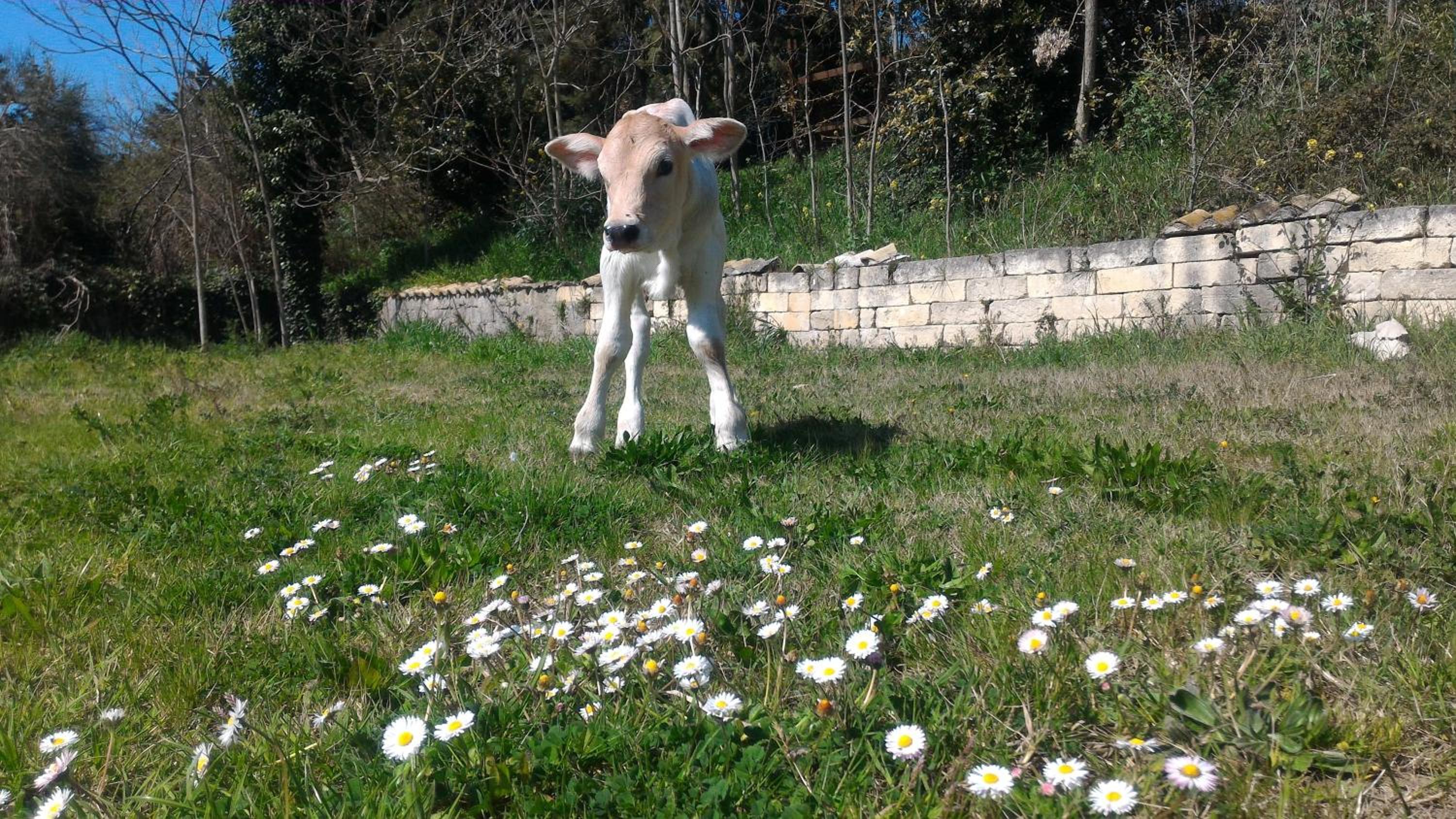 Masseria la Fiorita