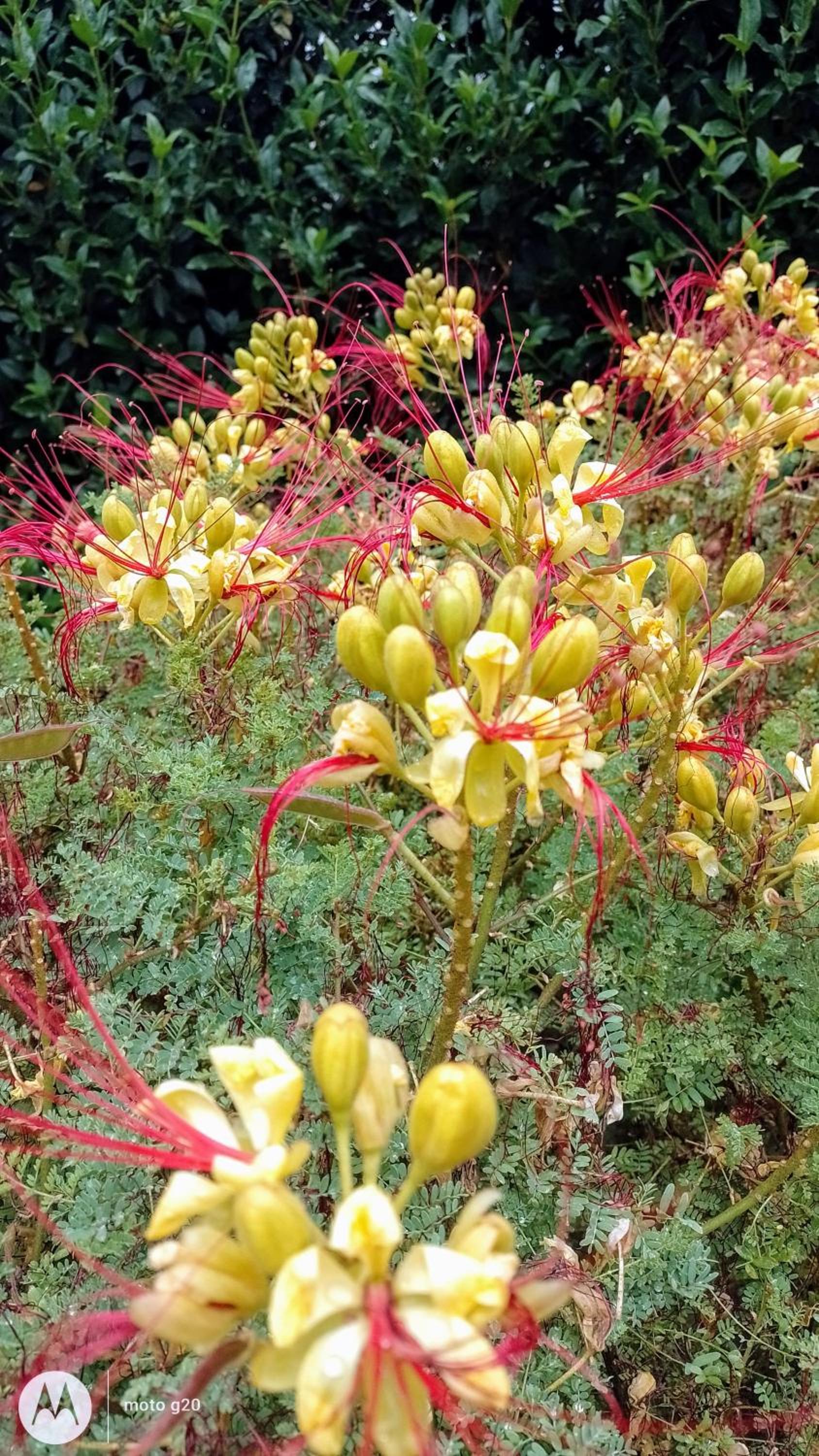 Siete Colores, pileclimatiz