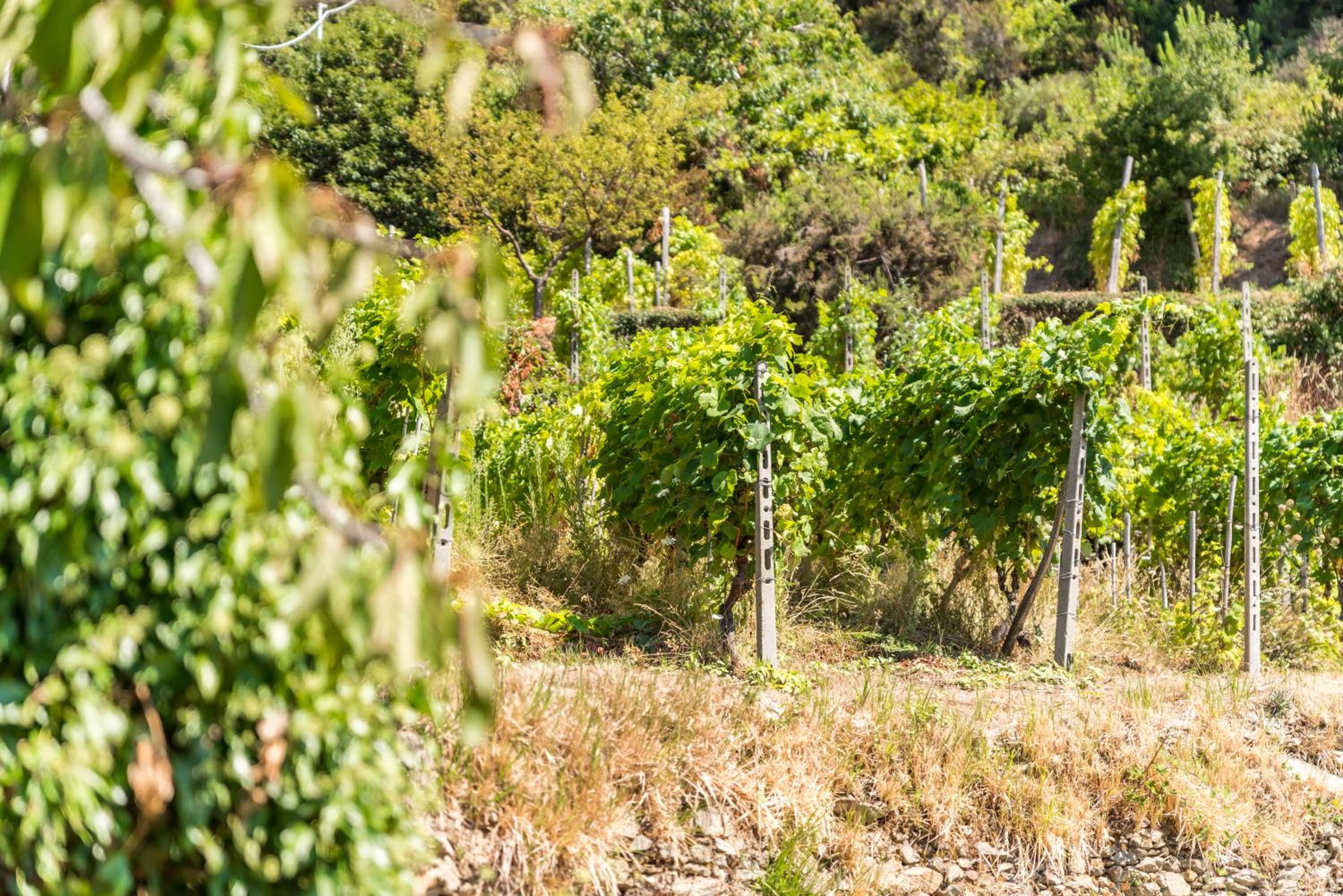 Vernazza Guest House photo 5