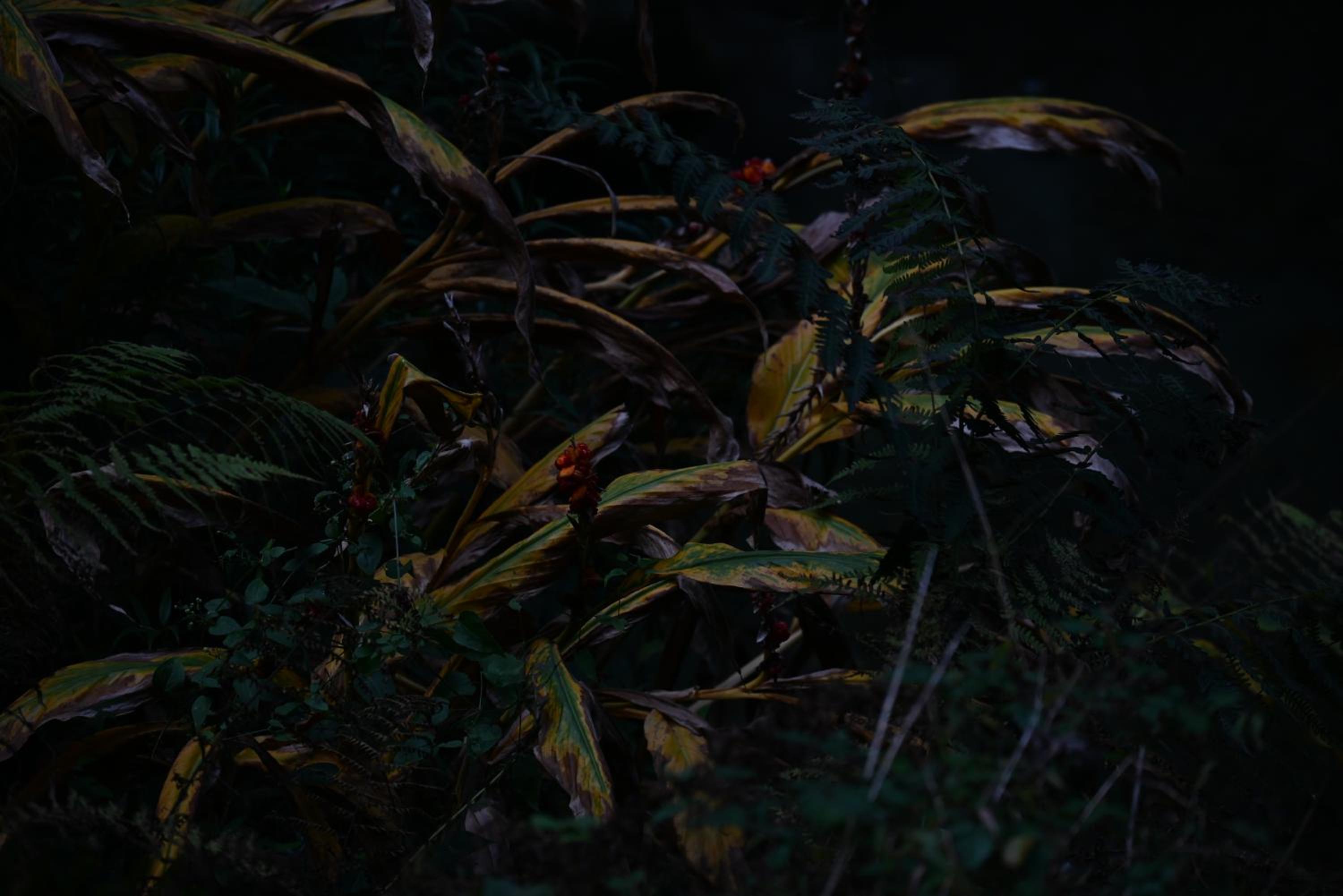 Photo 47