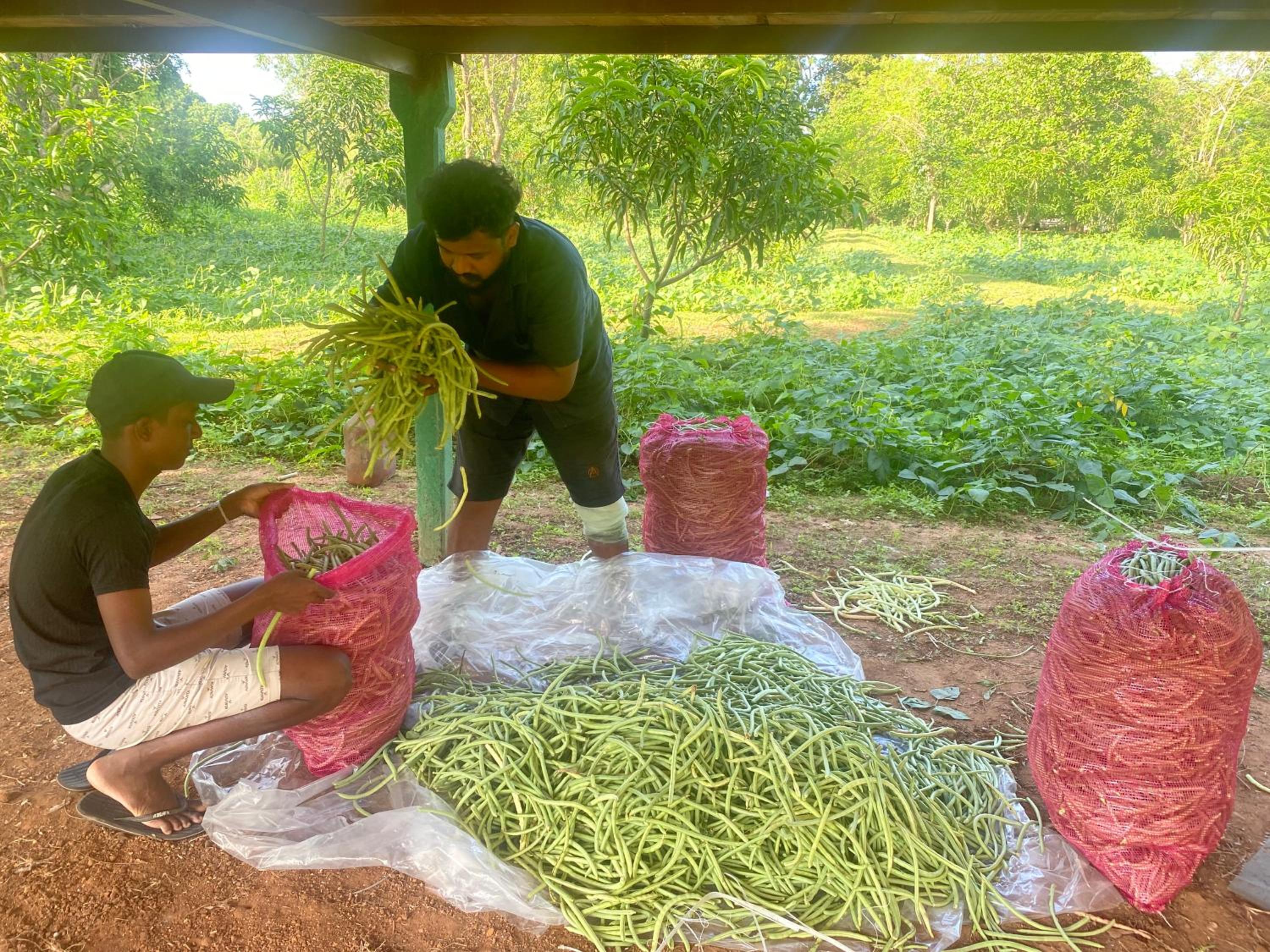 mango villa wilpattu