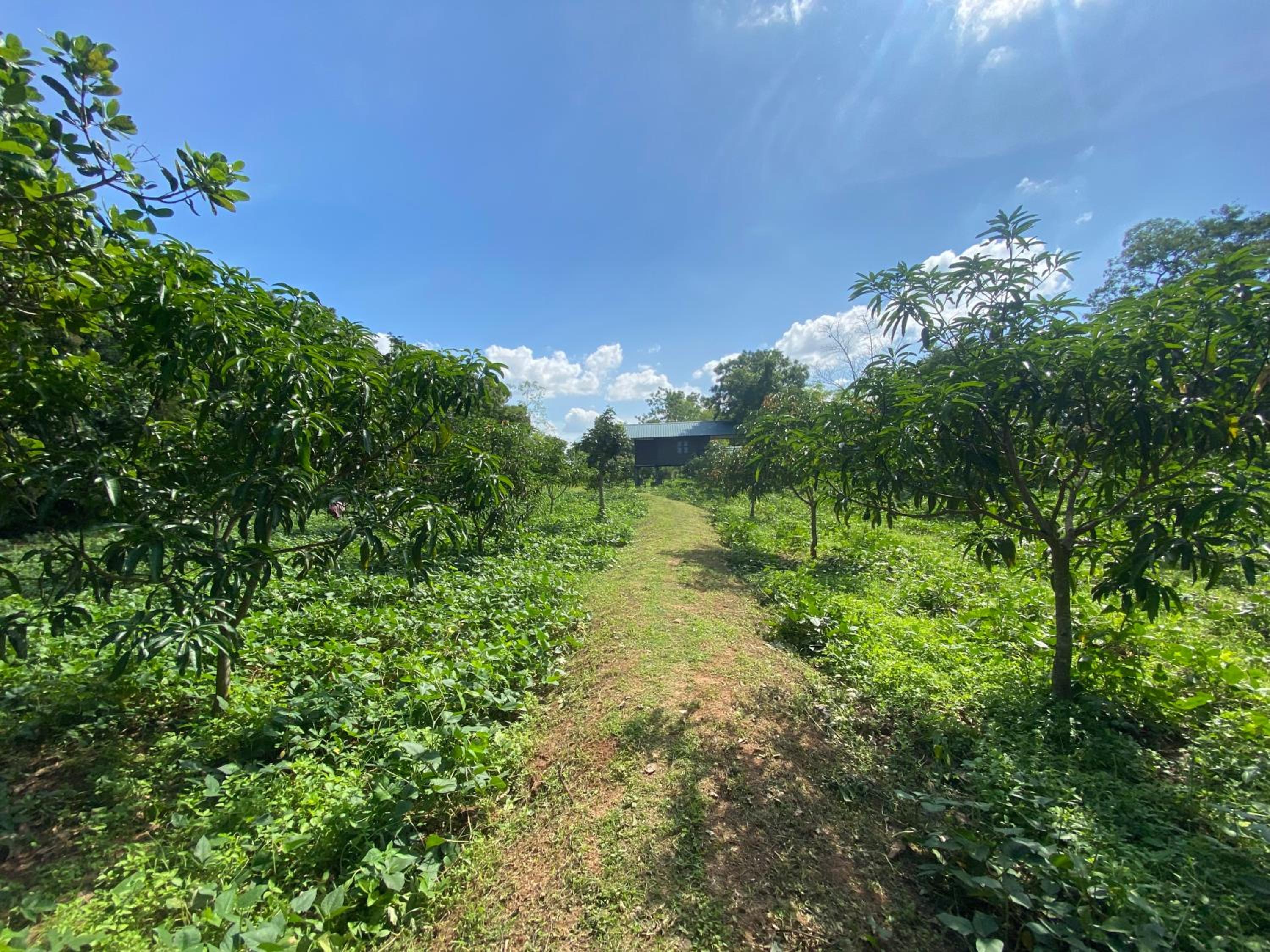 mango villa wilpattu