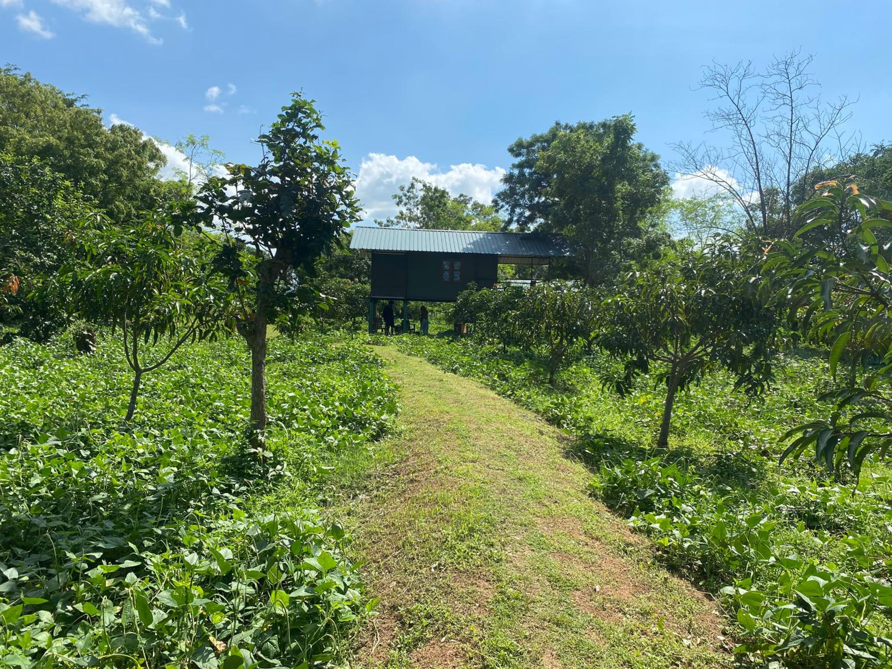 mango villa wilpattu