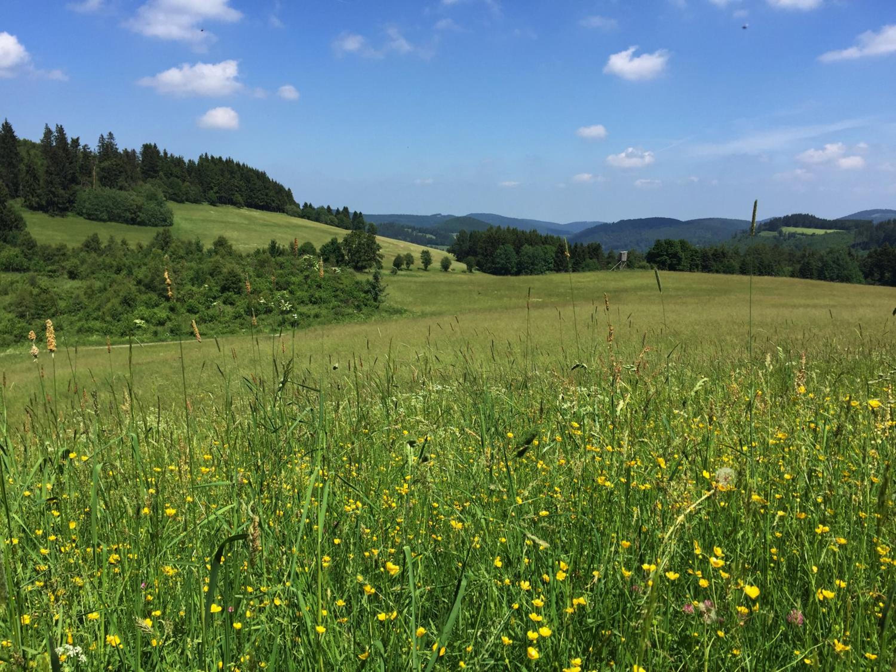 Sauerland-Häuschen Kleine Auszeit