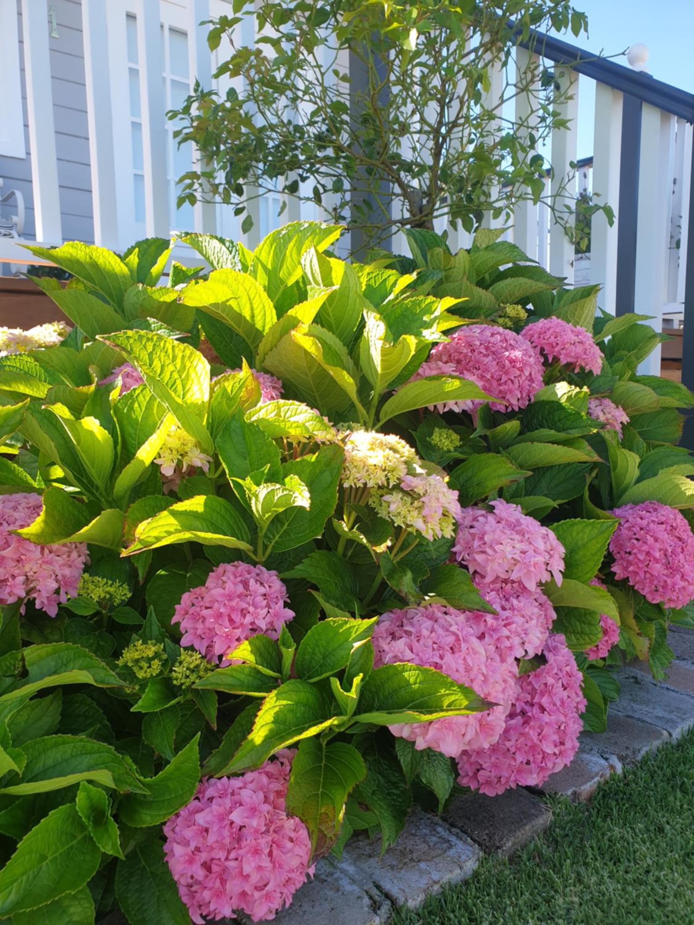 Dangerfield Oaks Boutique Cottage's