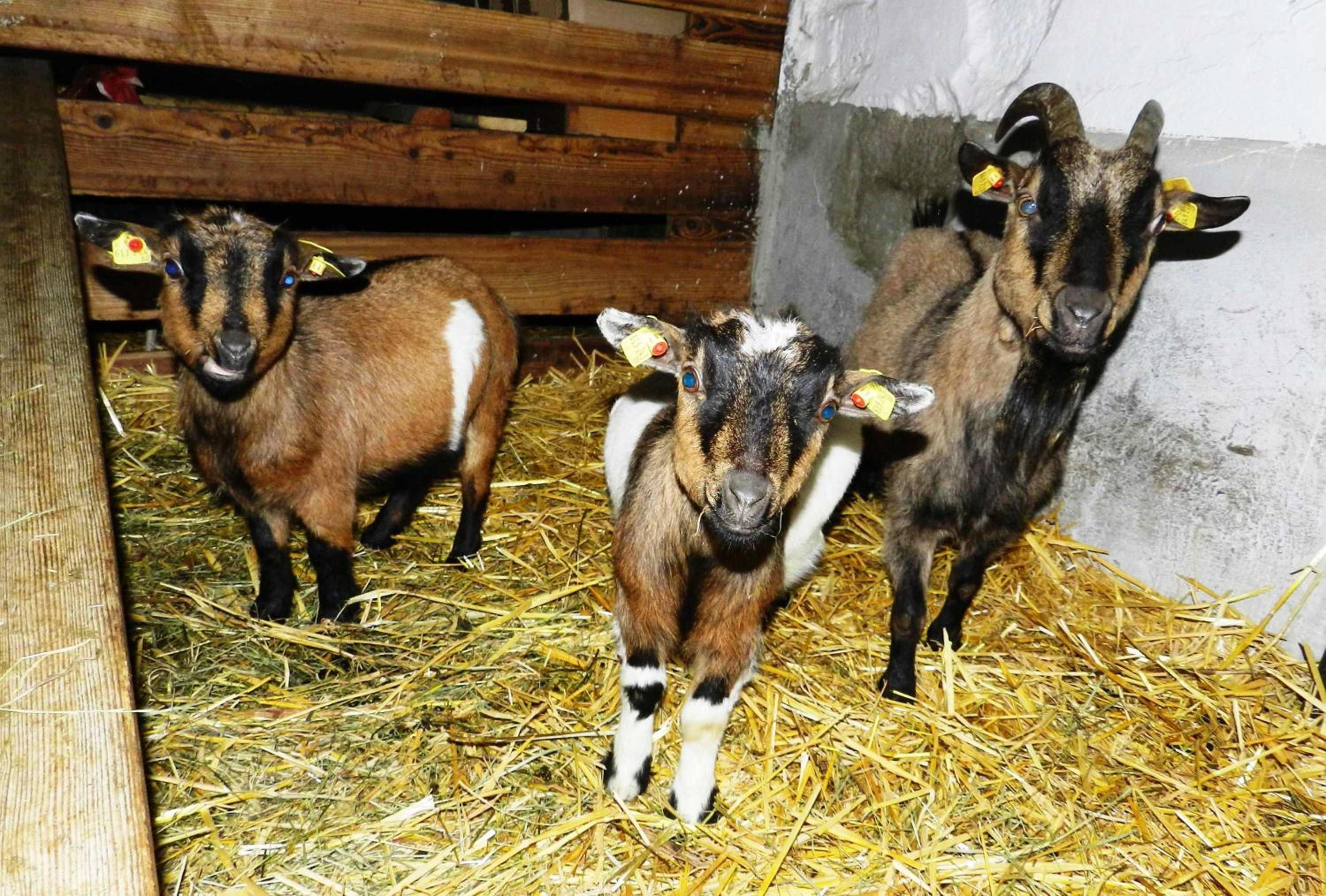 Baby- und Kinderbauernhof Riegler
