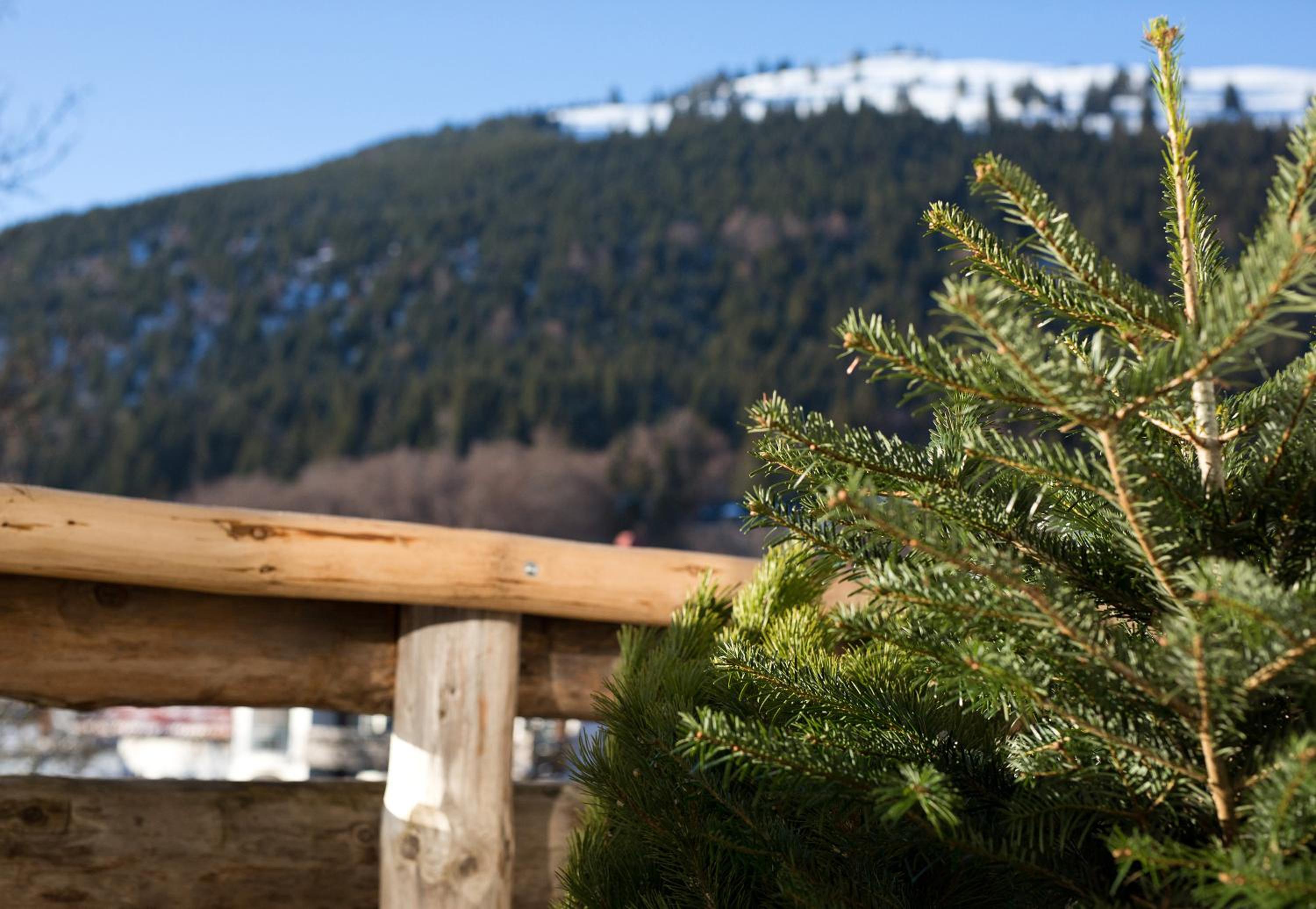 MOUNTAIN LODGE OBERJOCH - Allgäu