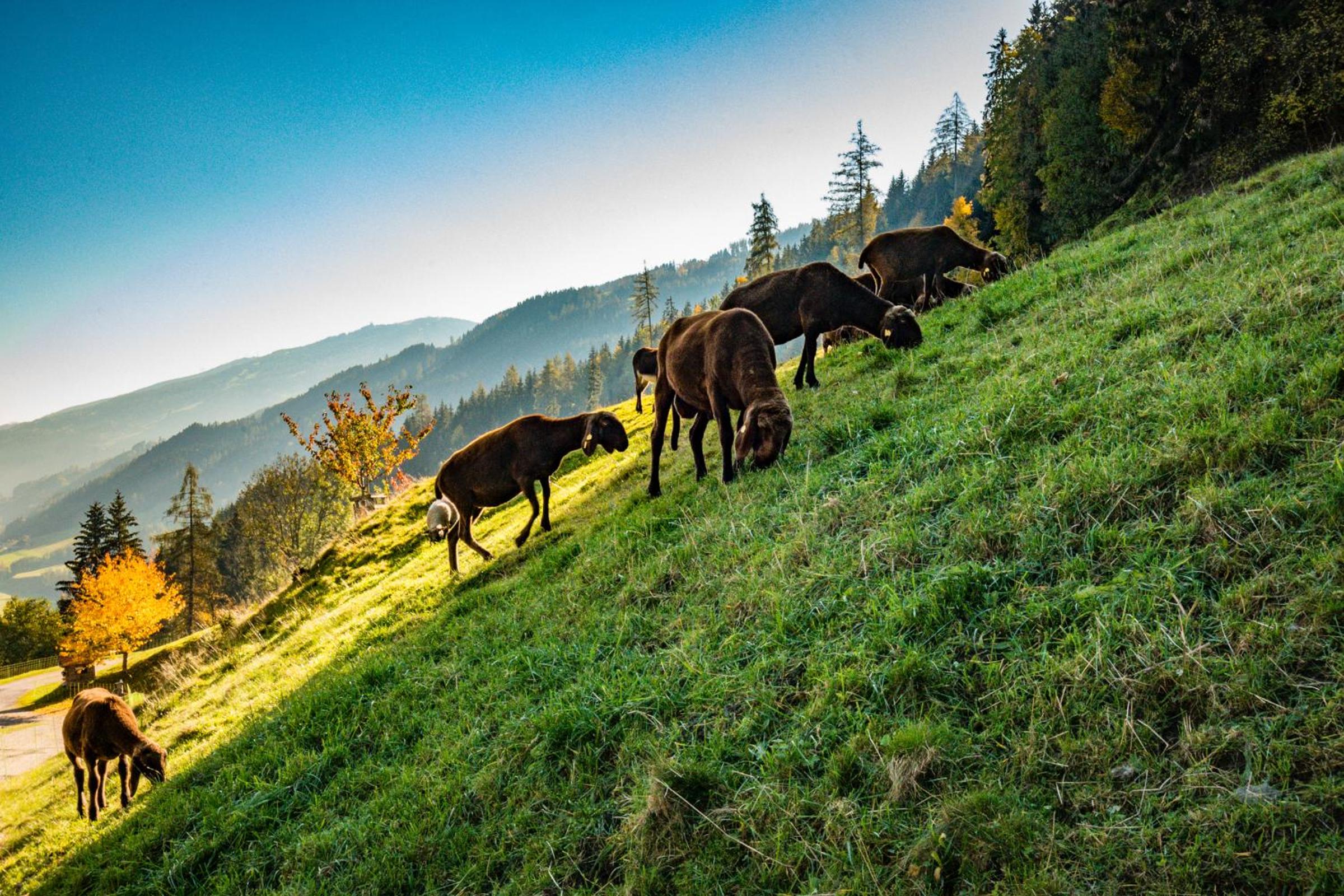 Ahornhütte