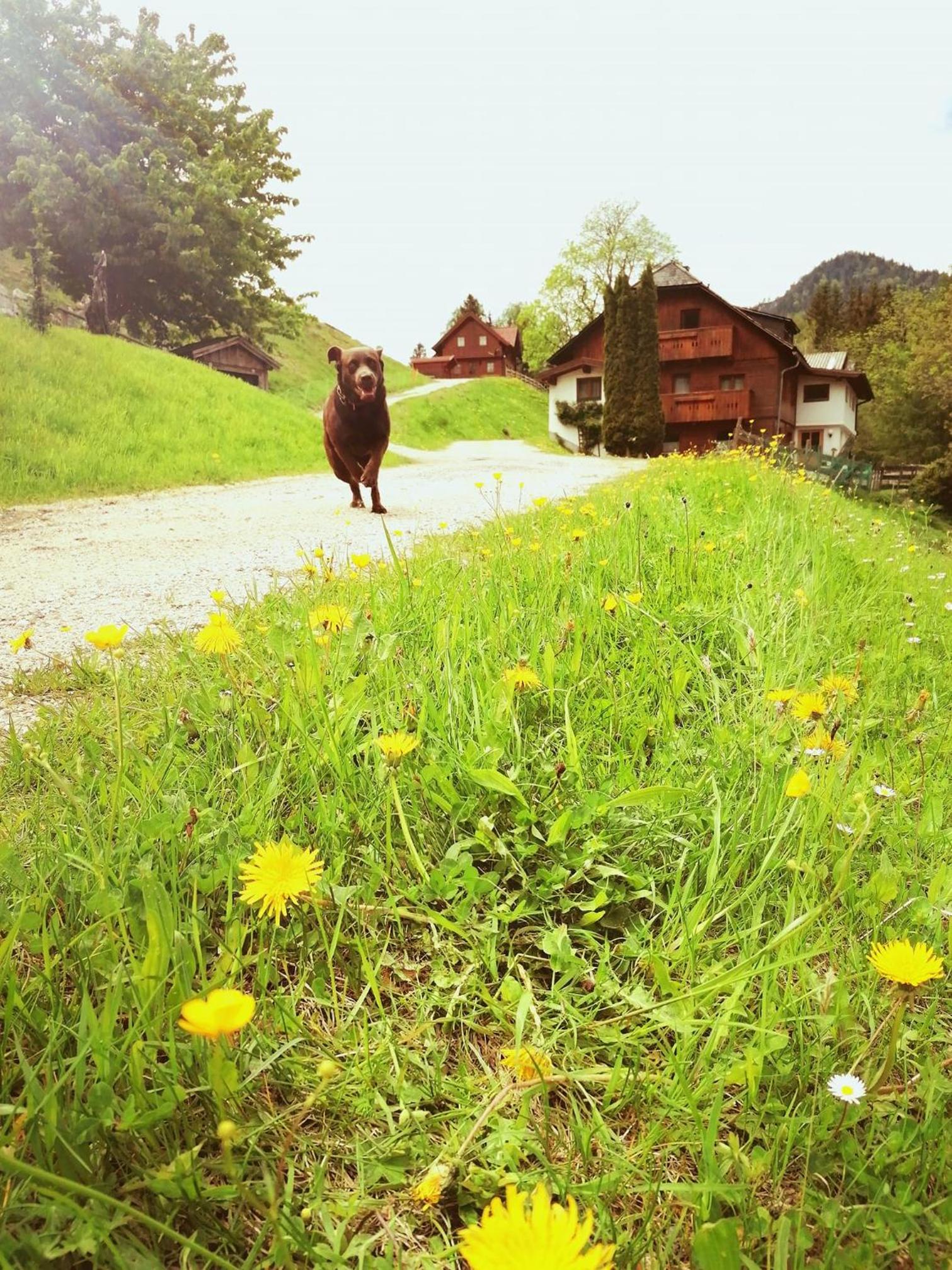 Ahornhütte