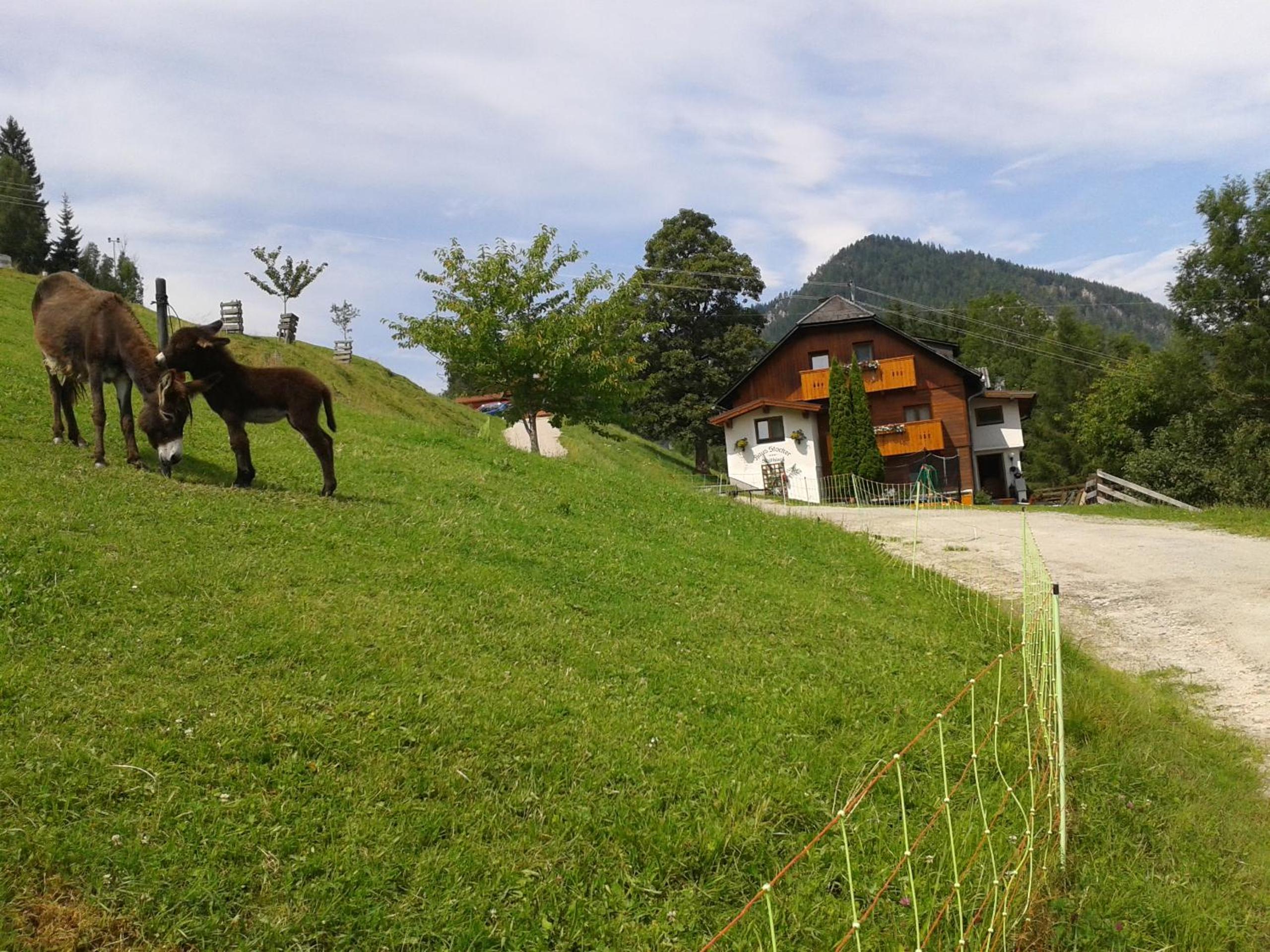 Ahornhütte