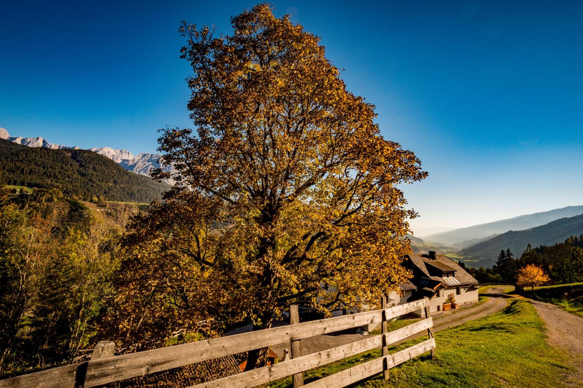 Ahornhütte
