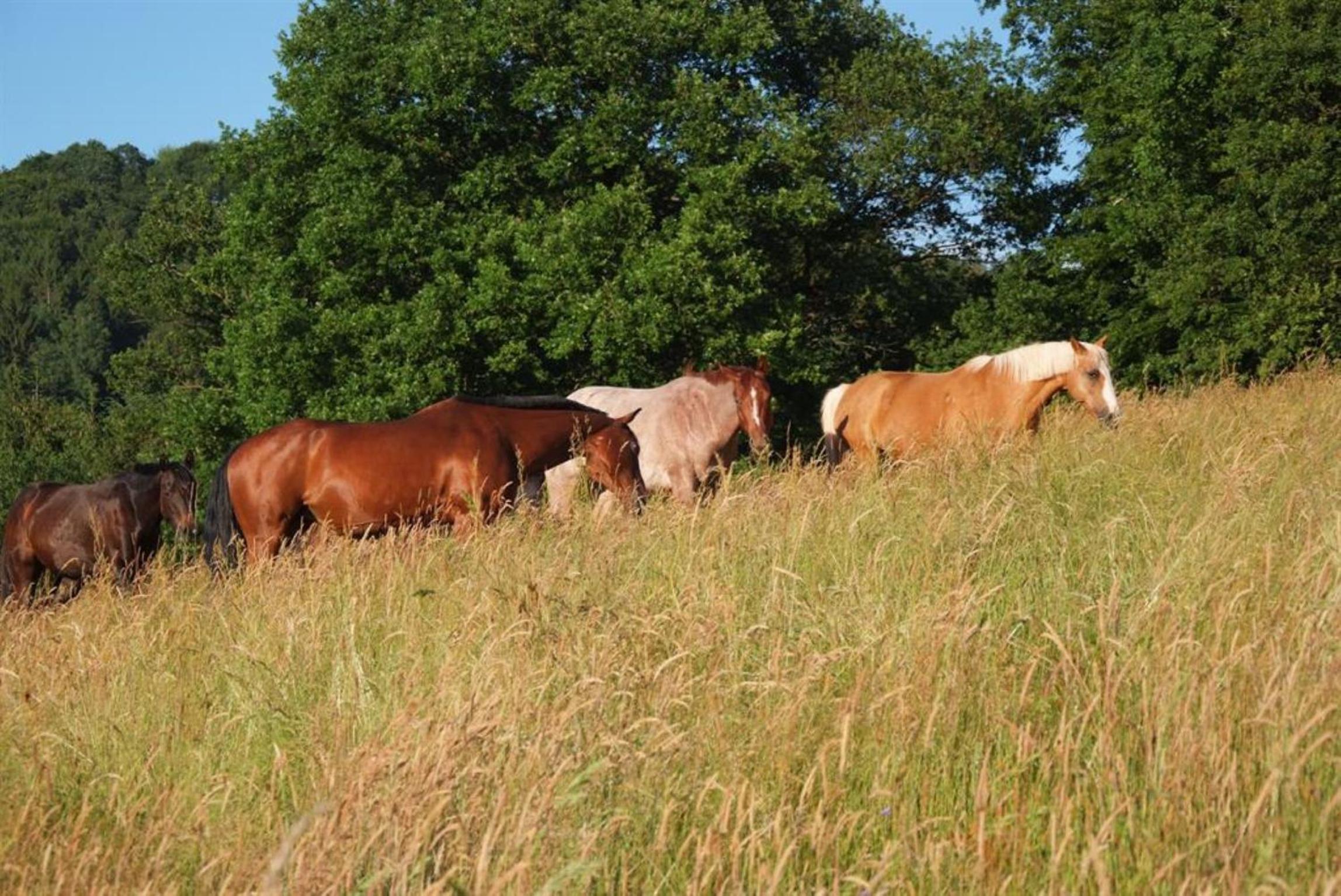 Ferienhäuser Bellana