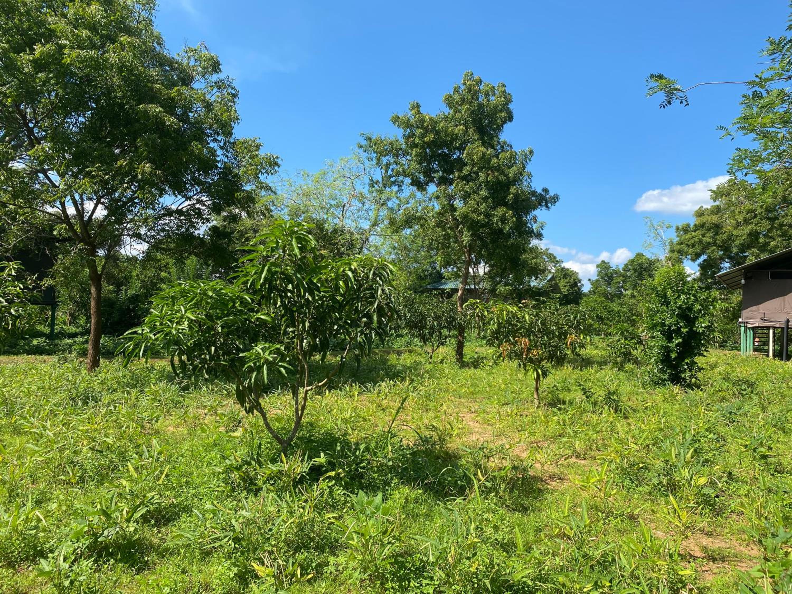 mango villa wilpattu