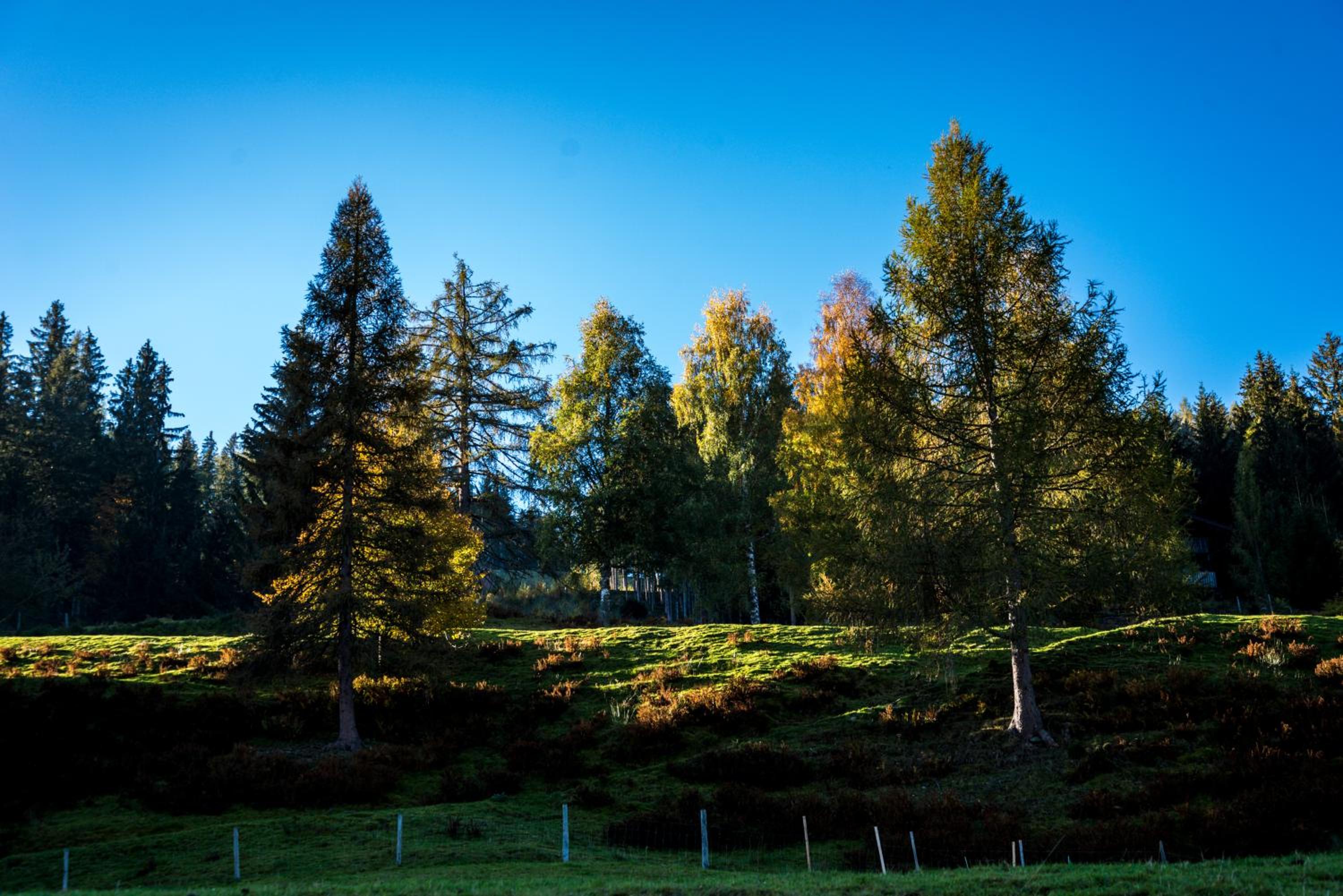 Ahornhütte