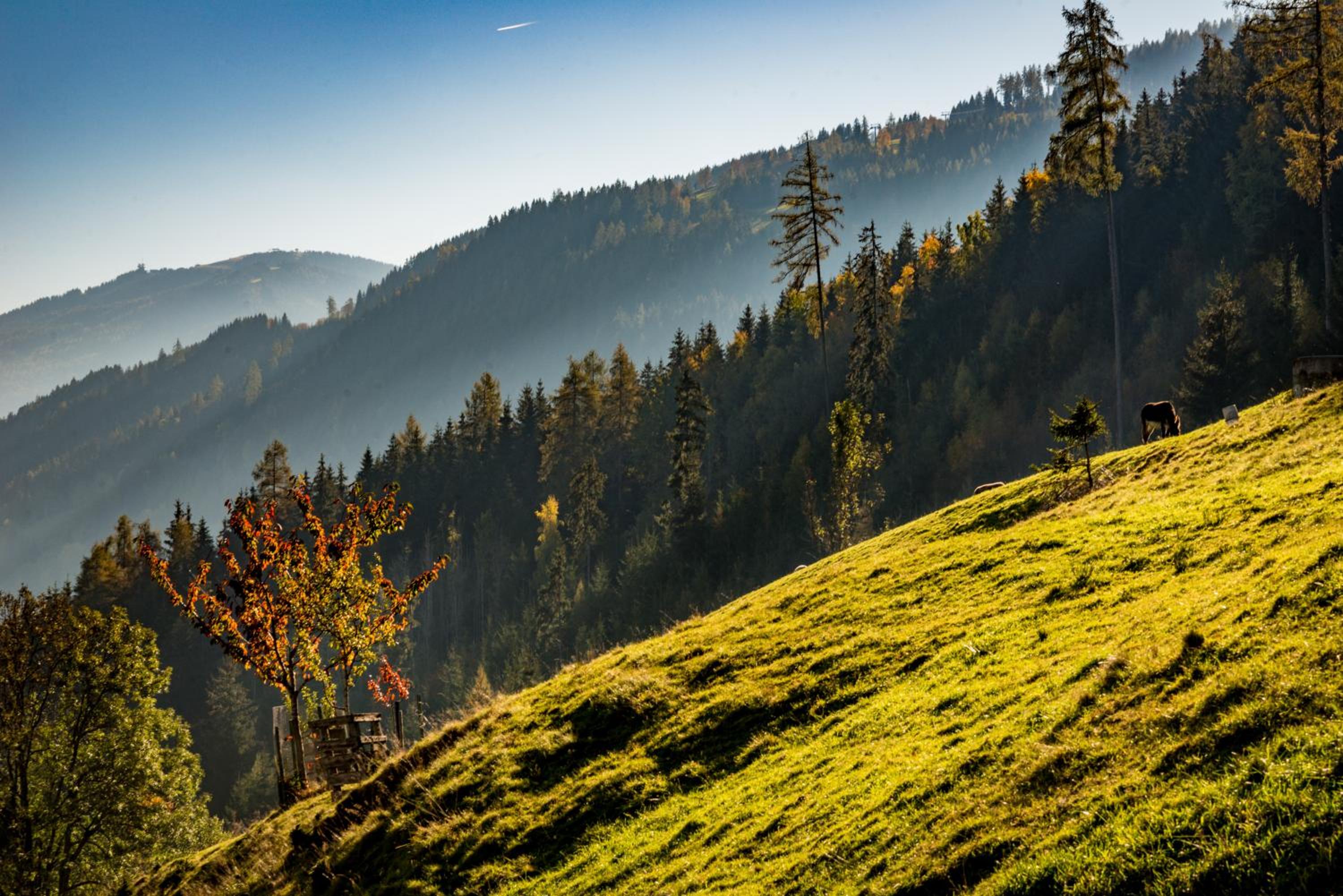 Ahornhütte